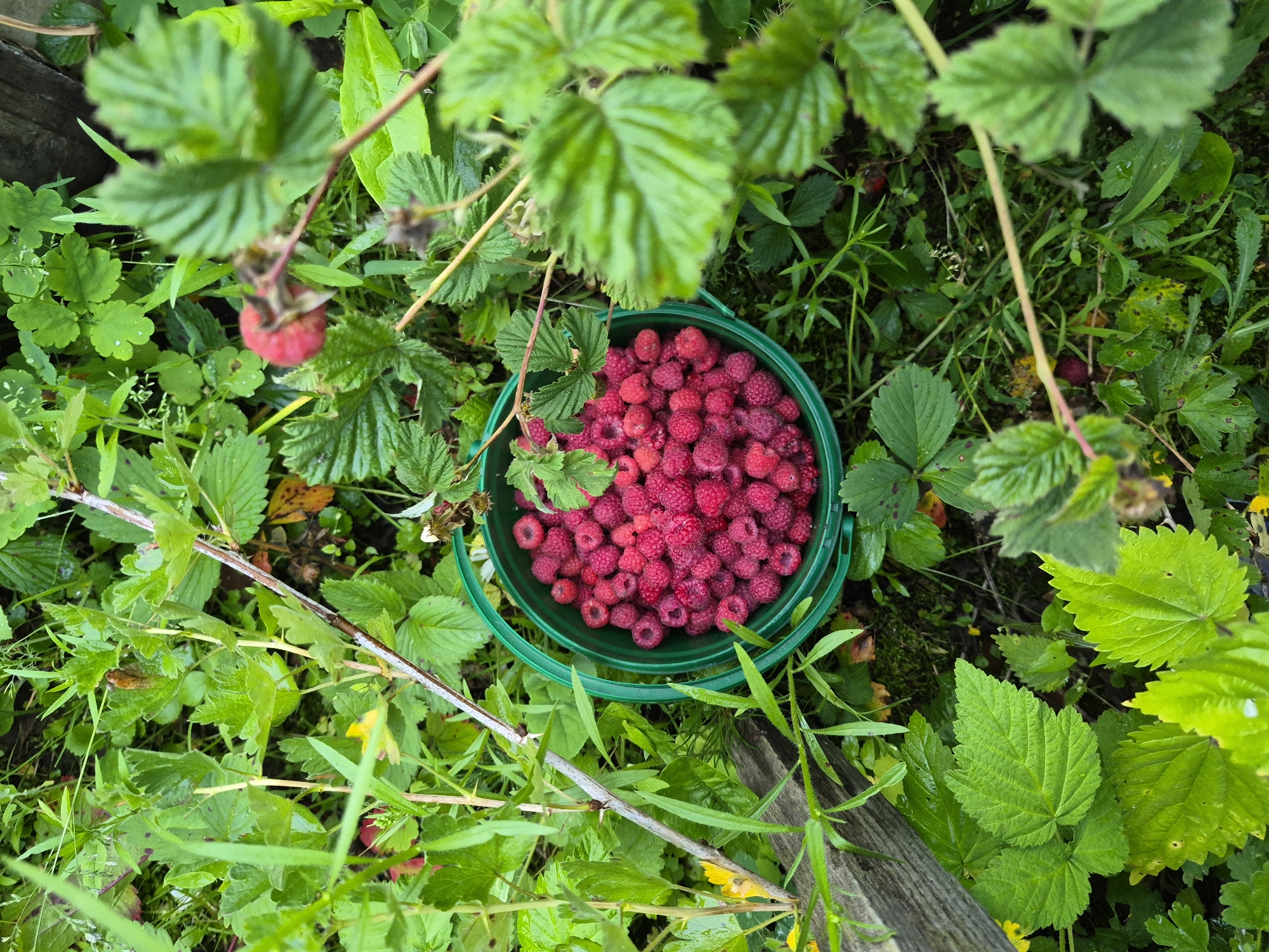 A top-down, medium shot captures a bright green plastic bucket filled with ripe raspberries, nestled amongst lush green foliage and weeds. The bucket is positioned slightly off-center to the right. The raspberries are a vibrant pinkish-red, with some lighter pink and darker red variations. The surrounding vegetation is a mix of various green leaves, some smooth and broad, others more serrated. A rough, weathered wooden plank is visible along the left edge of the frame, partially obscured by the greenery. The scene suggests an outdoor setting, likely a garden or wild area, with a rustic, natural feel. The lighting appears to be natural daylight, casting soft shadows. The image does not contain any people or animals.
