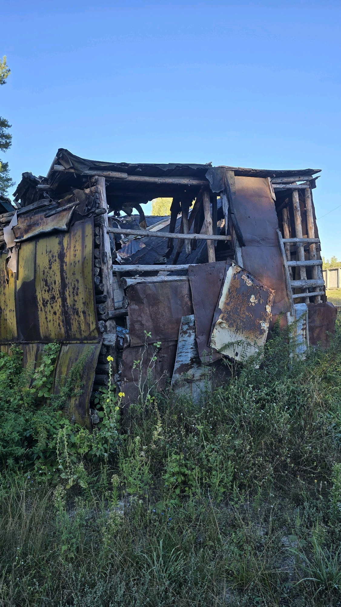 A dilapidated wooden structure, possibly a shed or outbuilding, stands amidst overgrown vegetation under a clear blue sky. The structure appears to be partially collapsed and made of weathered, rusted corrugated metal sheets and exposed wooden beams. Some of the metal siding is bent and peeling, revealing the rough wooden framework beneath. The building is surrounded by tall, wild grasses and some yellow wildflowers. In the background, a fence and trees are faintly visible. The overall impression is one of abandonment and decay in a rural or semi-rural setting, consistent with the provided location of Novohuivynske, Ukraine. No people or animals are present in the image.
