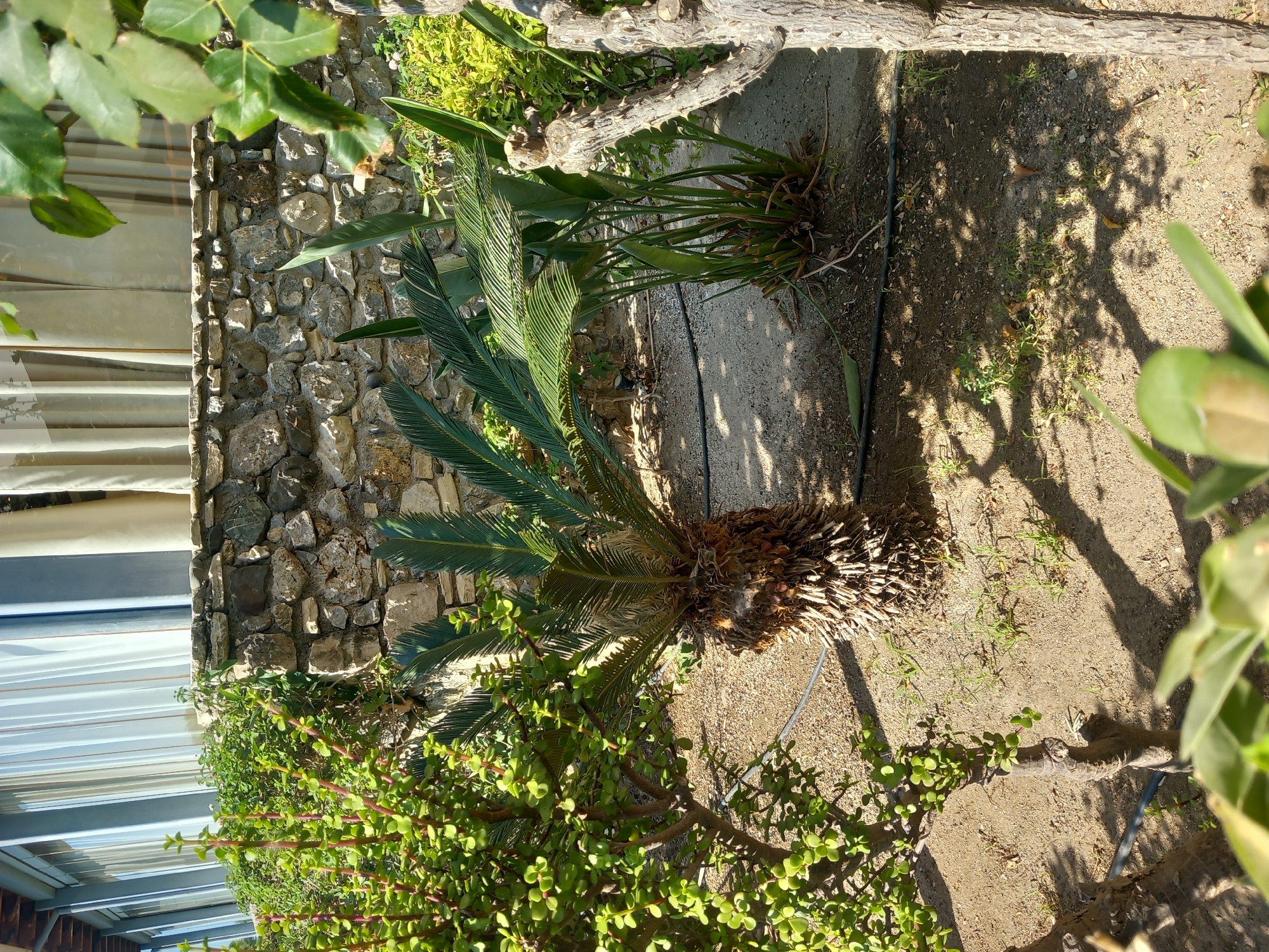 The image depicts a sunlit garden area in Kos, Greece, likely near a building with large windows and sheer curtains. In the foreground, a variety of plants are visible, including a jade plant with its characteristic oval leaves and reddish stems, a sago palm with its rough trunk and feathery fronds, and a Bird of Paradise plant with its large, elongated leaves. A rough stone wall, constructed from irregular natural stones, forms a backdrop. The ground is covered in light-colored gravel and sand, with shadows cast by the foliage indicating a sunny day. A black irrigation hose runs along the ground. The overall scene suggests a well-maintained outdoor space, possibly part of a resort or private residence, reflecting the Mediterranean climate and flora. There are no people or animals present in the frame.
