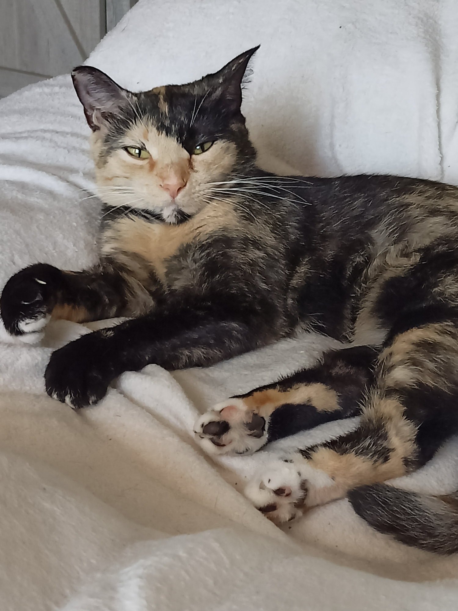 A tortoiseshell cat is resting on a white, fluffy surface. The cat is lying on its side with its front paws crossed. Its fur is a mix of black, orange, and cream. The cat has green eyes and white whiskers. The background is a blurred white surface. The image appears to have been taken indoors. There is no information in the image to suggest it is located in Amarillo, United States of America.