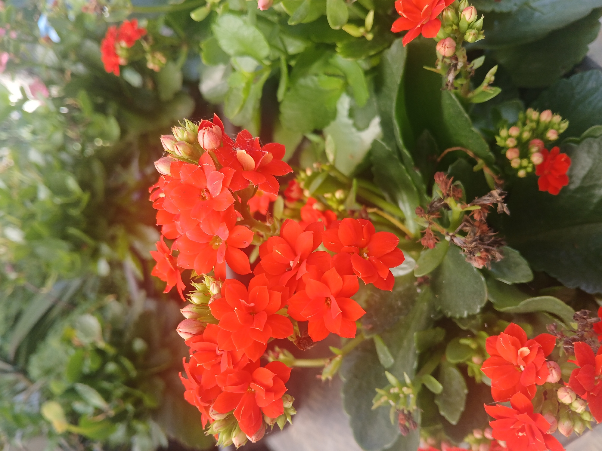 The image displays a close-up view of a cluster of vibrant red Kalanchoe flowers. The flowers are small and star-shaped, with some buds visible among the blooms. They are surrounded by lush green leaves, some of which are succulent and thick. The background is softly blurred, showing more foliage and hints of other flowers, suggesting a garden or nursery setting. There is a subtle orange glow in the upper left portion of the image, possibly due to sunlight filtering through or lens flare. No people or discernible urban structures are present. The scene is likely outdoors, given the natural lighting and plant life. Without further context or specific landmarks, it is impossible to determine the exact location within Rio de Janeiro, Brazil.