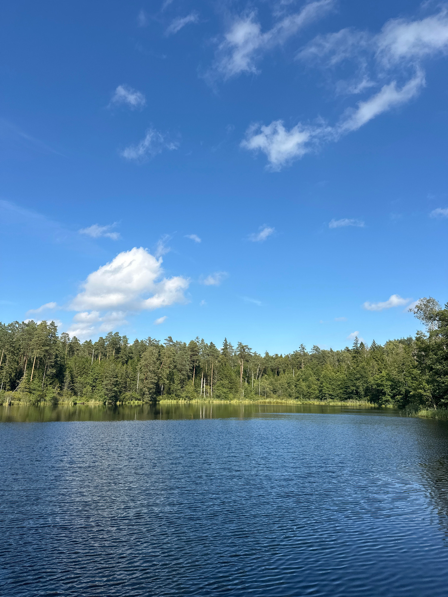 A wide-angle vertical shot captures a tranquil lake scene beneath a bright blue sky dotted with scattered white clouds. The foreground is dominated by the rippling surface of a dark blue lake, reflecting the sky and the tree line. Along the horizon, a dense forest of tall, green trees forms a natural barrier, their reflections subtly visible on the water's surface. The sky is a clear, vivid blue, with several fluffy white clouds scattered across it, adding depth and texture to the aerial expanse. The overall impression is one of natural serenity and unspoiled beauty. The scene is likely located in the Свірскі сельскі Савет, Belarus, given the description of the landscape. No people or man-made structures are visible, emphasizing the untouched natural environment.