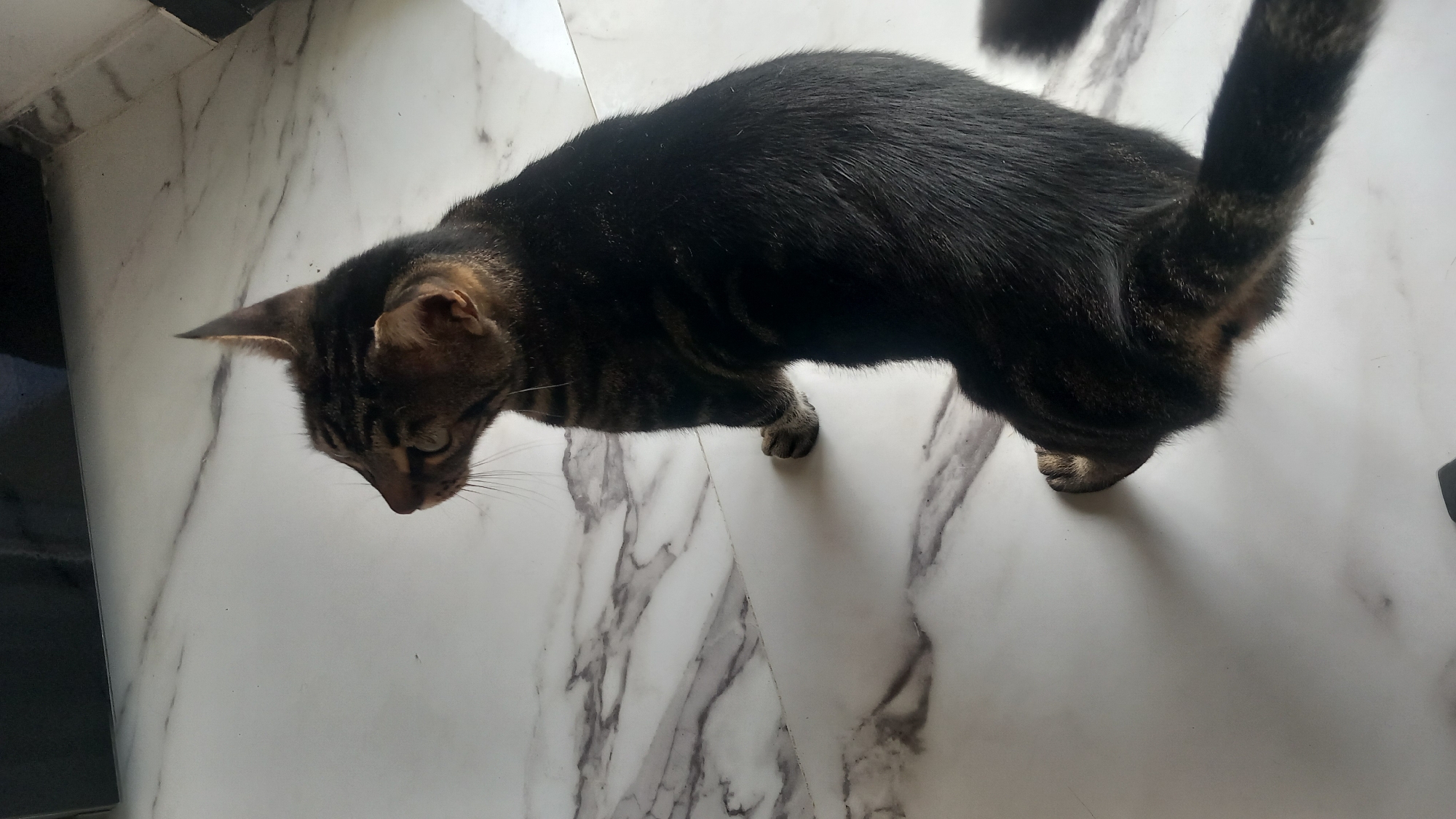 A tabby cat is sitting on a marble-patterned floor. The cat is facing left, with its head turned. Its fur is dark brown with black stripes. The floor is white with gray veins. The scene is indoors, likely in a residential setting. There are no people visible in the image.