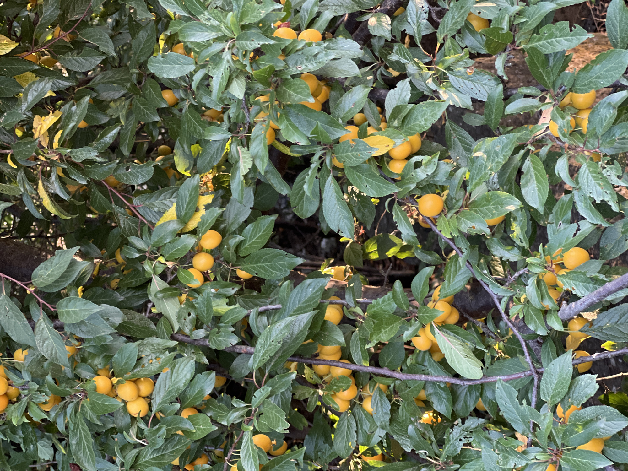 A close-up view shows a plum tree laden with ripe, golden-yellow plums. The fruit is clustered on branches amidst lush green leaves, some of which are tinged with yellow, suggesting the season is autumn. The background is out of focus, hinting at a natural environment. The lighting suggests it is daytime, with sunlight filtering through the leaves, creating dappled shadows. The image appears to be taken in Fontanka, Ukraine, where such fruit trees are common. There are no people or animals visible in the image.