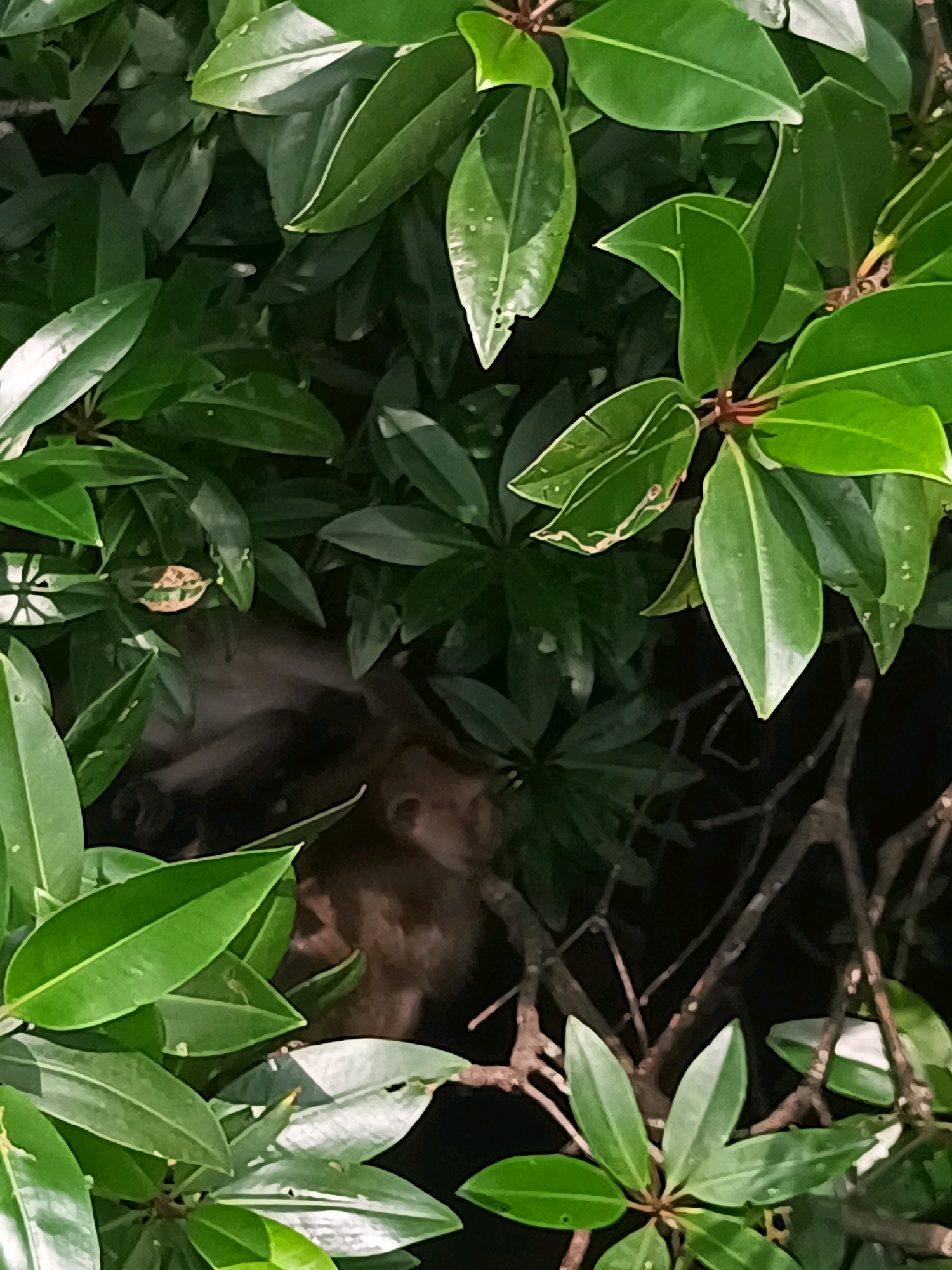 A monkey with brown fur is nestled amongst lush green foliage. The monkey is partially obscured by leaves, but its head is visible, turned slightly to the right. The background is dark, suggesting it is either nighttime or a shaded area. The overall scene appears to be in a natural environment, possibly a garden or park in Khlong Prasong, Thailand.