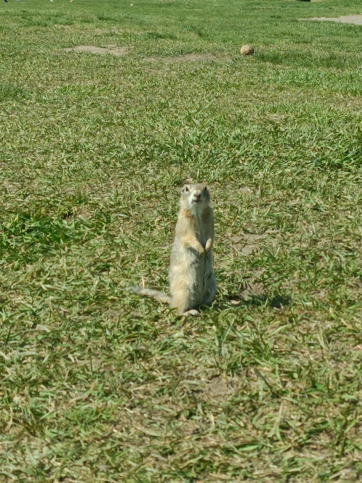 A ground squirrel stands upright in a grassy field. The location is likely the city of Krasnoyarsk, Russia. The ground squirrel is facing forward, with its front paws held close to its chest. The grass is green and closely cropped. There is a round object in the background. The lighting suggests it is daytime.