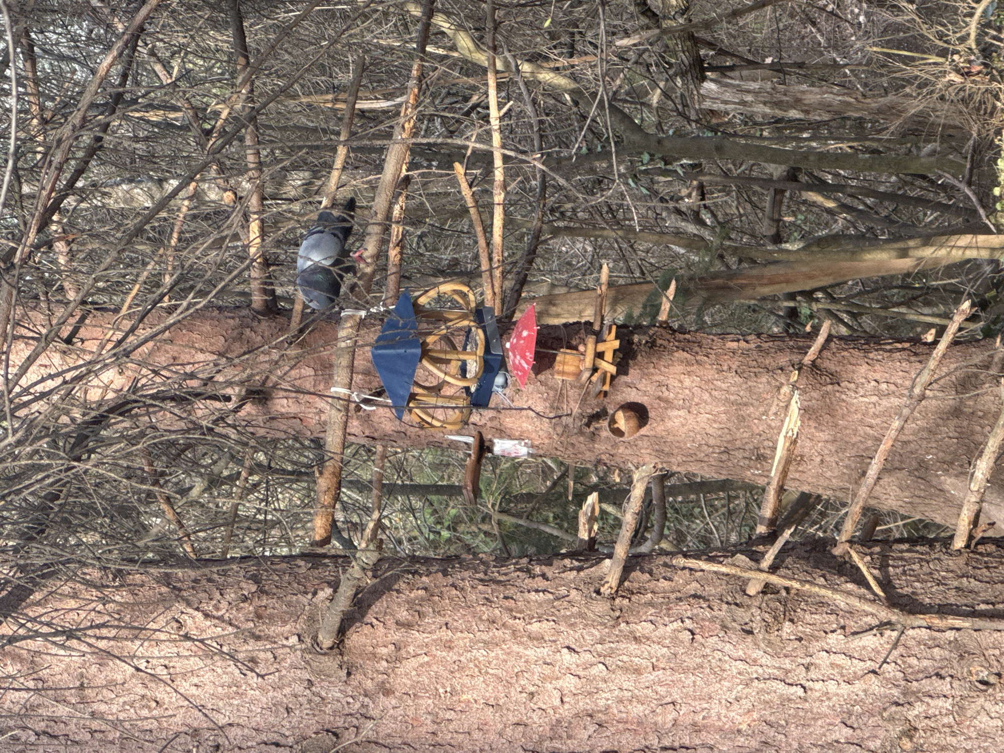 The image appears to be taken in a wooded area, possibly in or near Sofia, Bulgaria. The foreground features a thick tree trunk, likely fallen, with various small objects and decorations attached to it. These include handmade wind spinners with blue and red elements, a wooden contraption, and a small cup or container. In the background, there's a dense network of branches and thinner trees, creating a somewhat enclosed and overgrown atmosphere. There's also what appears to be a bird or object resembling a bird perched on a branch on the left side of the tree trunk. The overall impression is that this is a natural setting where someone has created a whimsical or artistic installation on the fallen tree.