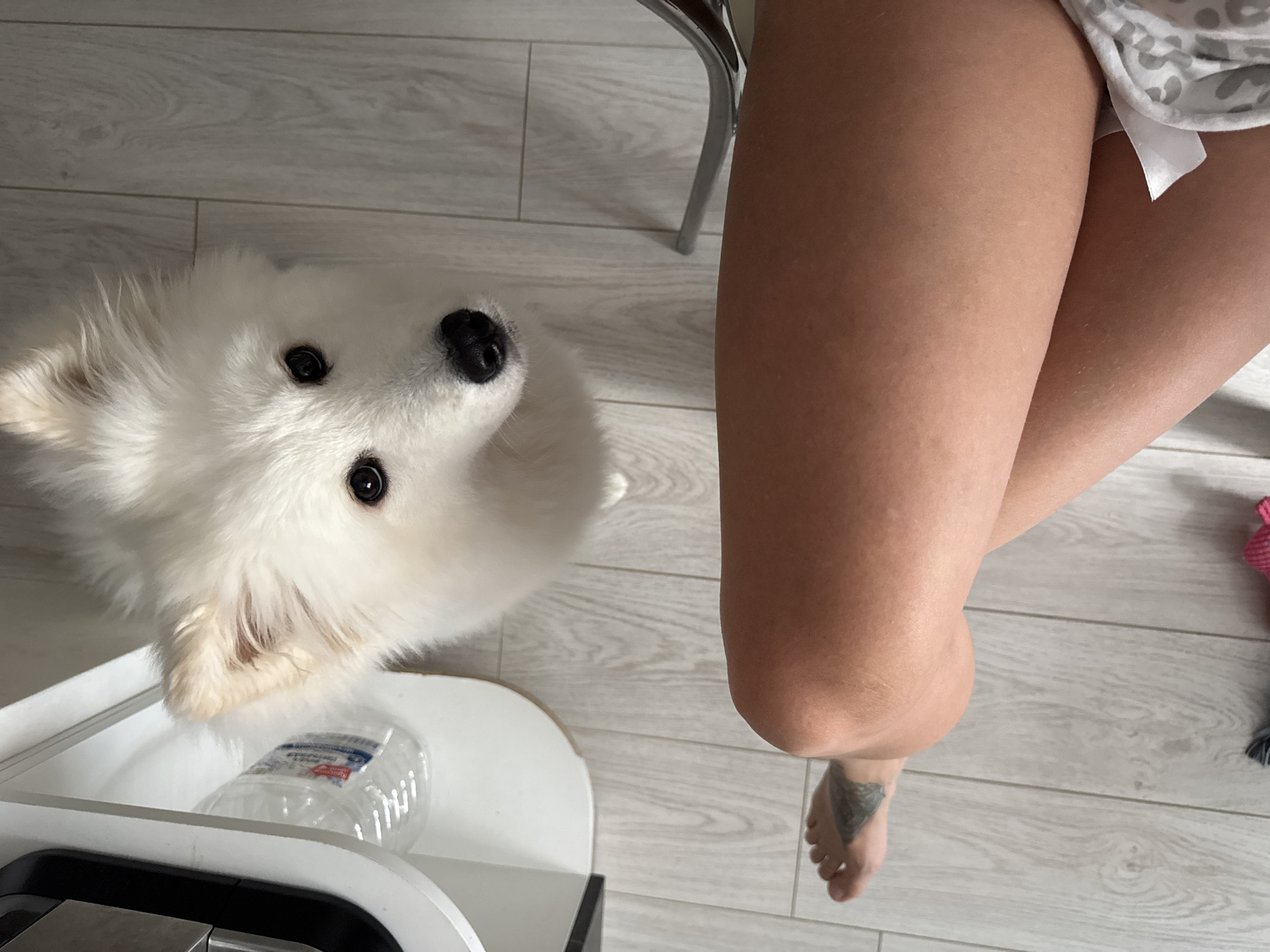 A high-angle shot depicts a white Samoyed dog looking up at the camera. The dog is positioned near a white table-like surface that appears to contain a water bottle. The dog is positioned near a pair of crossed legs. The background consists of a light-colored wooden floor. The location is consistent with an indoor residence. There is no reliable information to identify the location as Chaikovsky, Russia.