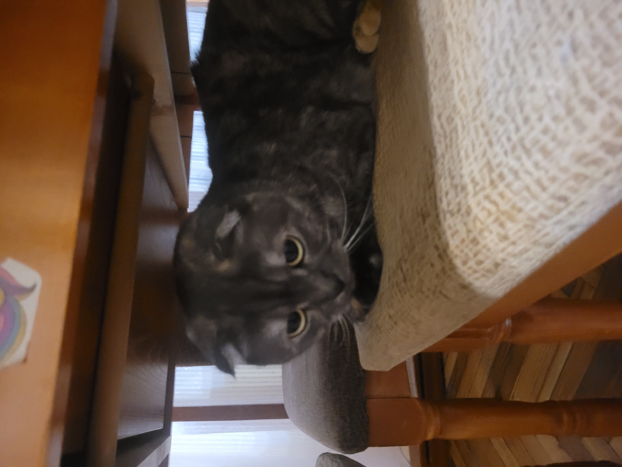 A gray tabby cat with yellow eyes is visible in the image. It appears to be perched on a chair with a beige patterned cushion. The chair has wooden legs. A window is visible in the background. The location is not discernible from the image.