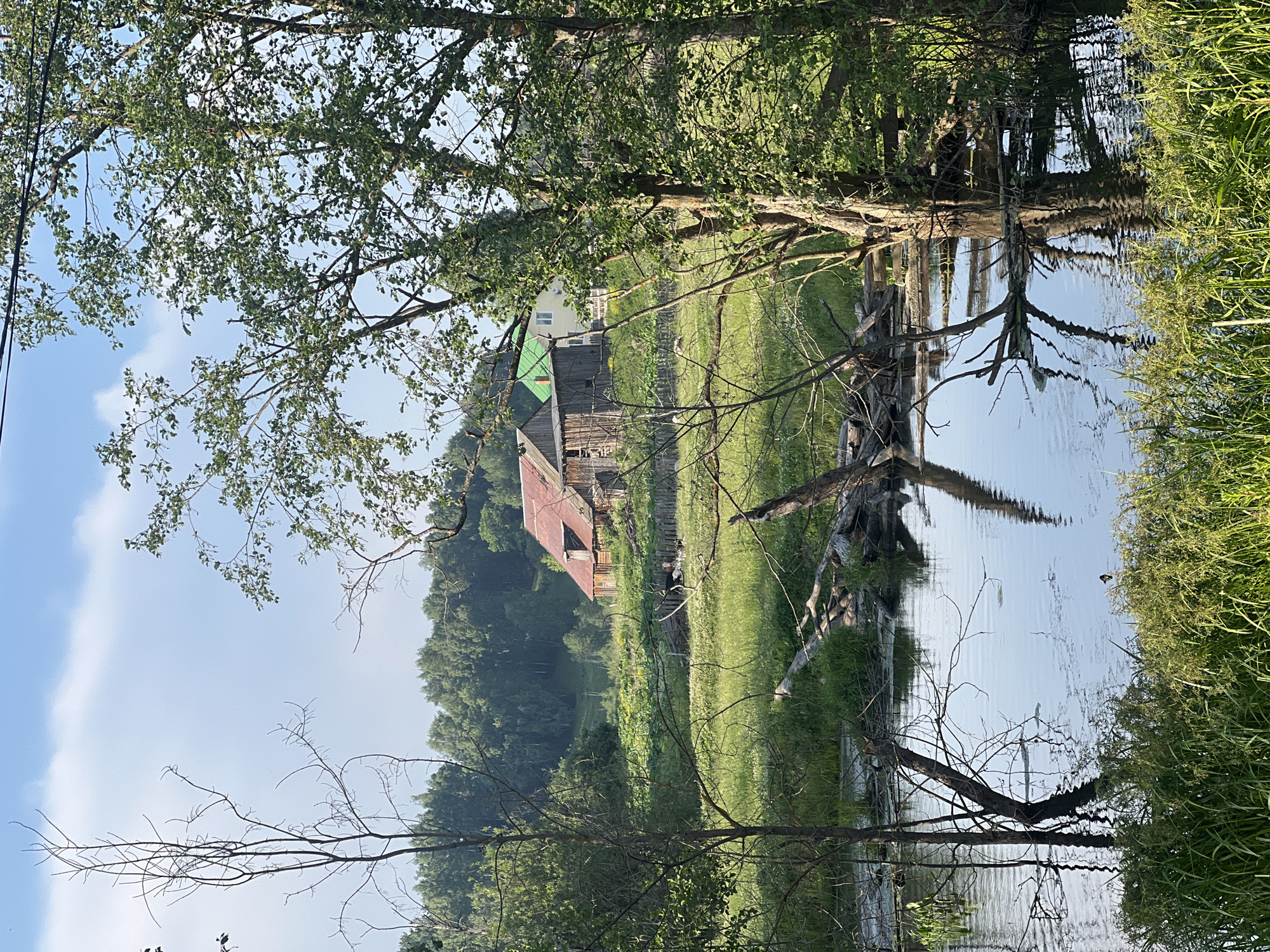 The image depicts a rural landscape with a body of water in the foreground, likely a river or pond, reflecting the surrounding trees and sky. Several dead trees and branches are partially submerged in the water, creating a somewhat wild and untamed scene. Behind the water, a grassy field stretches towards a cluster of buildings. These buildings appear to be rustic, wooden structures with red and green roofs. They are situated on a gentle slope, with a forest of lush green trees forming the backdrop. The sky is a clear blue with a few wispy white clouds. The overall impression is one of a peaceful, rural setting in Al'nyash, Russia, likely during the daytime given the lighting and clear sky. There are no people visible in the image, nor are there any animals or explicit signs of human activity beyond the presence of the buildings and a fence in the middle ground.