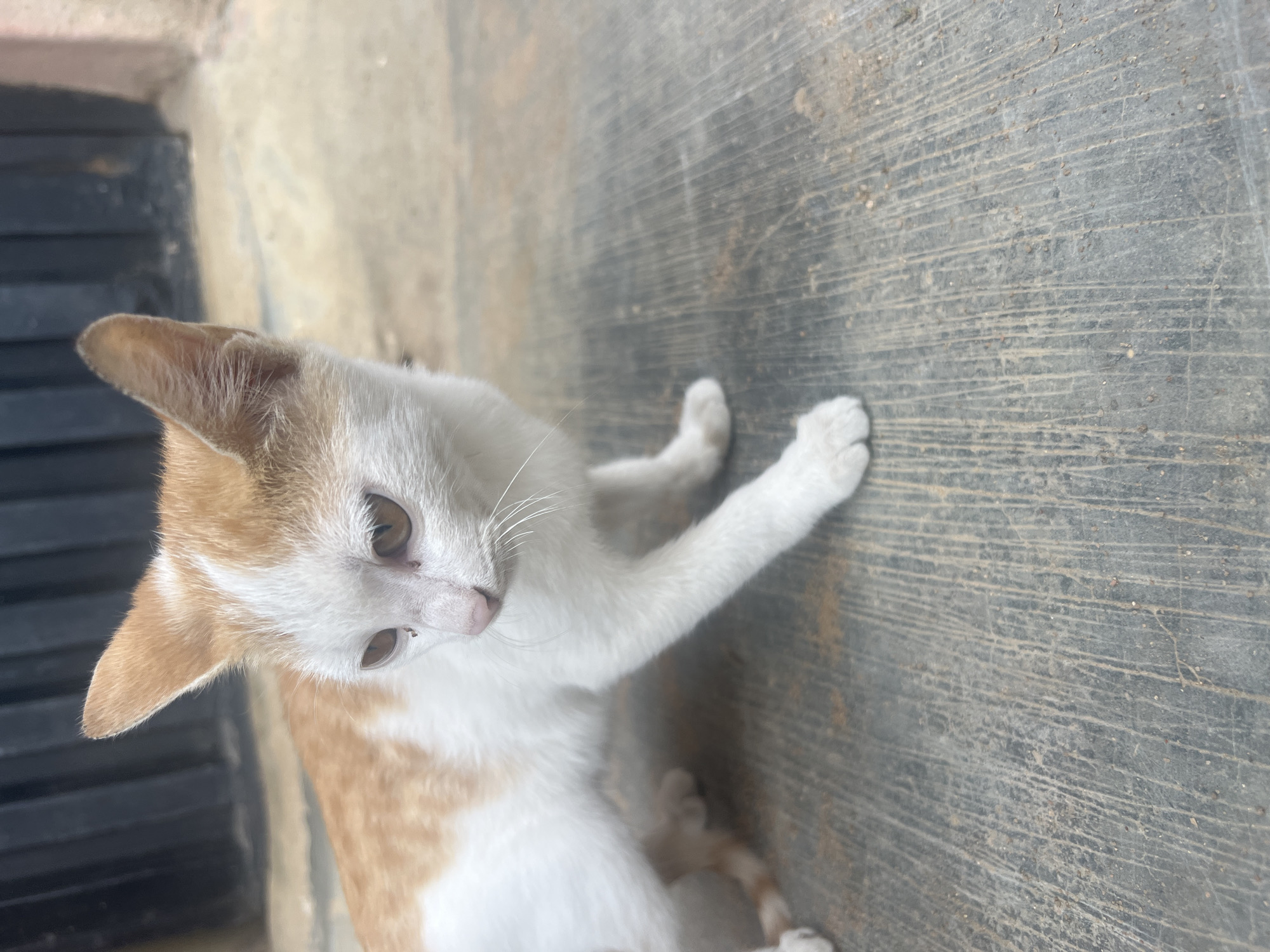 A tan and white kitten is lying on a rough, grey concrete surface in Gura Top, Nigeria. The kitten faces slightly towards the viewer with its head tilted and one paw extended on the concrete. Its gaze is directed downwards. To the left of the kitten is a dark, vertically-slatted structure. The background consists of a light-colored wall. The scene is shot with natural light.