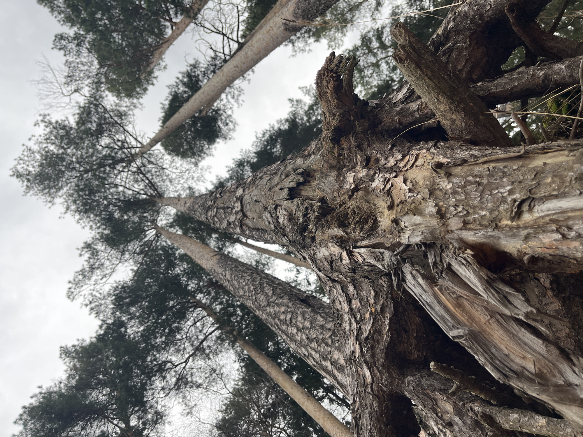 A low-angle photograph captures an upward view into a forest canopy, dominated by tall coniferous trees. In the foreground, a large, weathered tree trunk, possibly part of a fallen log or a dead standing tree, occupies the right side of the frame. Its thick, deeply textured bark, rich in shades of brown and grey, is highly detailed, with visible cracks and rough surfaces. Parts of this wood appear splintered and broken, exposing lighter, fibrous wood underneath.
In the midground and background, several tall, slender trees with dark green canopies stretch vertically towards an overcast, light grey sky. These trees, likely pines, have relatively smoother bark compared to the foreground element, though texture is still visible. Some bare branches are interspersed among the dense evergreen foliage. The cloudy sky suggests a dull day. The scene is a static depiction of a natural woodland environment, emphasizing the height of the trees and the rugged textures of their bark. There are no people, activities, or visible text in the image. The setting is a forest, consistent with the location context of Chaikovsky, Russia.