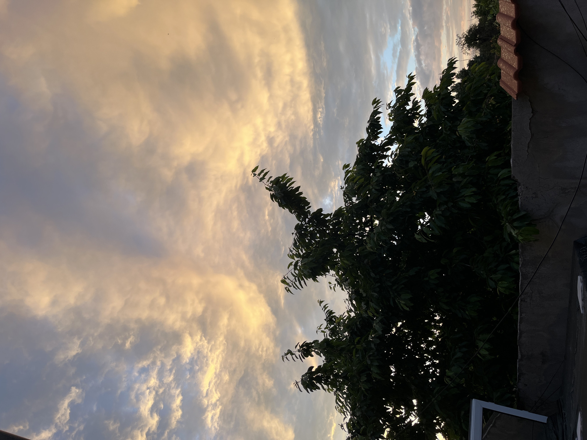 The image captures an outdoor, elevated view in Sofia, Bulgaria, depicting a sky at either sunrise or sunset and foreground elements. The upper two-thirds of the vertical frame are dominated by a partially cloudy sky. Clouds on the right and central portions exhibit warm golden-orange and yellow illumination, consistent with low-angle sunlight, while clouds on the left are cooler blue and gray. A small, dark bird is visible in flight against the illuminated clouds on the far right.
A large deciduous tree with dense, dark green foliage occupies the mid-ground, extending across the lower portion of the sky and appearing partially silhouetted. Its branches are heavy with leaves, some of which show subtle highlights from the ambient light.
The foreground features architectural elements. A textured, dark gray concrete or stucco wall runs horizontally across the lower part of the image. To the right of this wall, a section of a roof covered with orange, semi-cylindrical clay tiles is present. On the far left, a white, angular structural element, possibly part of a gutter or building frame, extends upwards. Multiple thin, dark wires traverse the lower section of the image, horizontally and diagonally, passing over the wall. No human figures or other prominent animals are discernible.