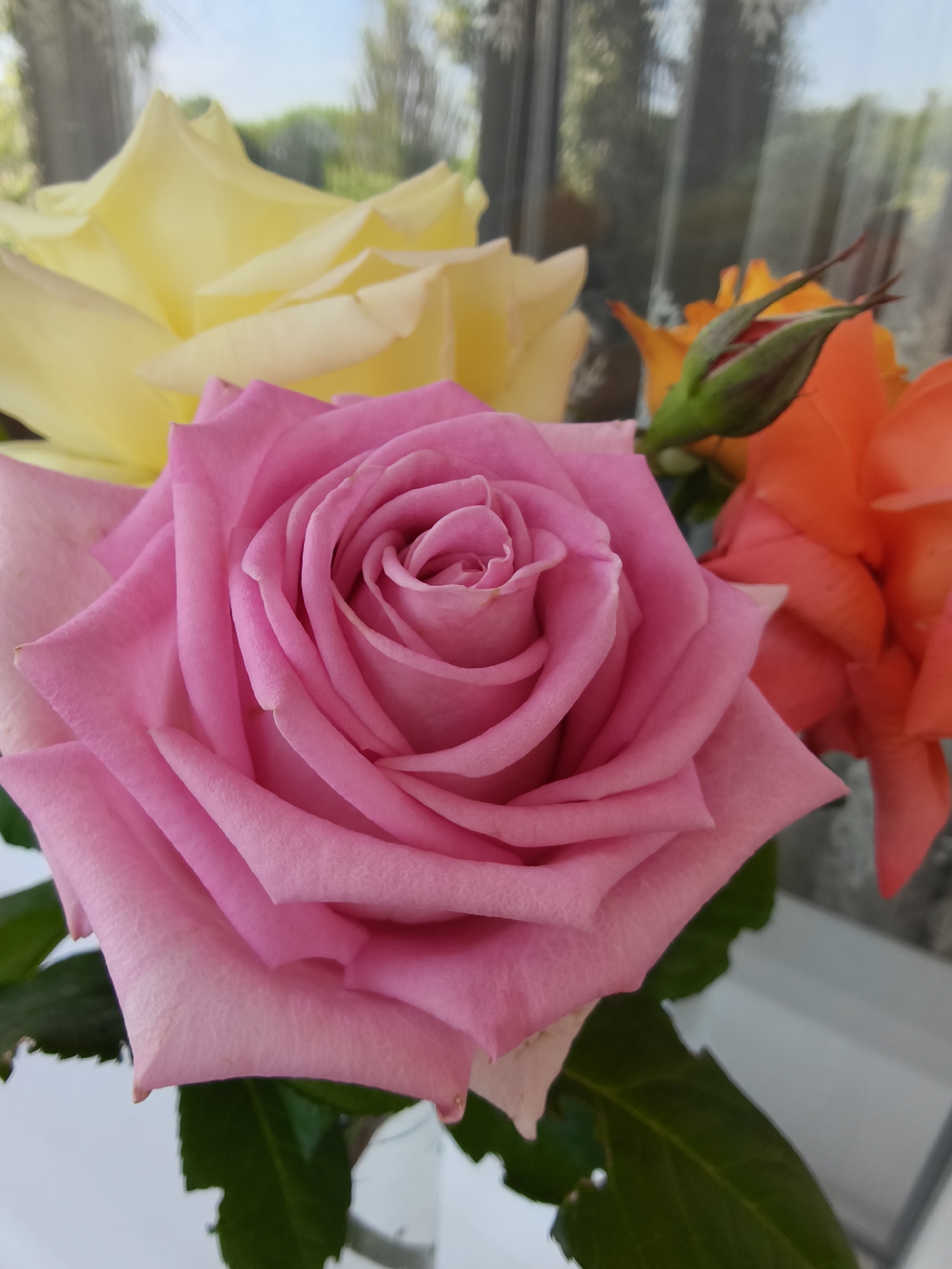 A close-up, vertical, eye-level shot shows a bouquet of roses with a pink rose dominating the foreground. The pink rose is fully bloomed, with its petals unfurling in a spiral pattern. Behind it, a pale yellow rose is partially visible, its petals soft and delicate. To the right, an orange rose, also in bloom, is slightly out of focus, and a red rose bud with green sepals is positioned in front of it. The background is blurred, showing hints of greenery and sky, suggesting an outdoor setting. The image was taken in Kryvyi Rih, Ukraine.
