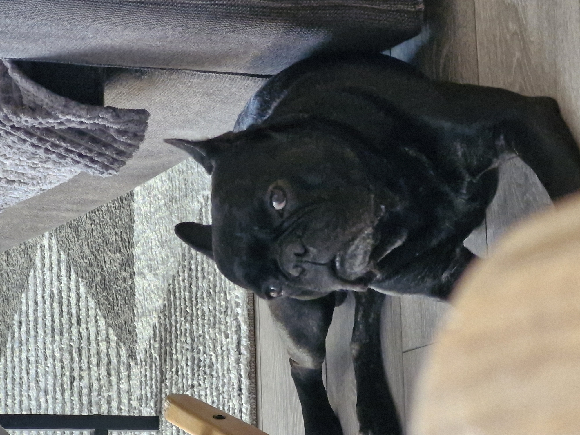 A black French bulldog is lying on a light-colored hardwood floor next to a gray couch and a gray rug. The dog is looking up and to the left. The location is not specified and can not be assumed to be in Plovdiv, Bulgaria.
