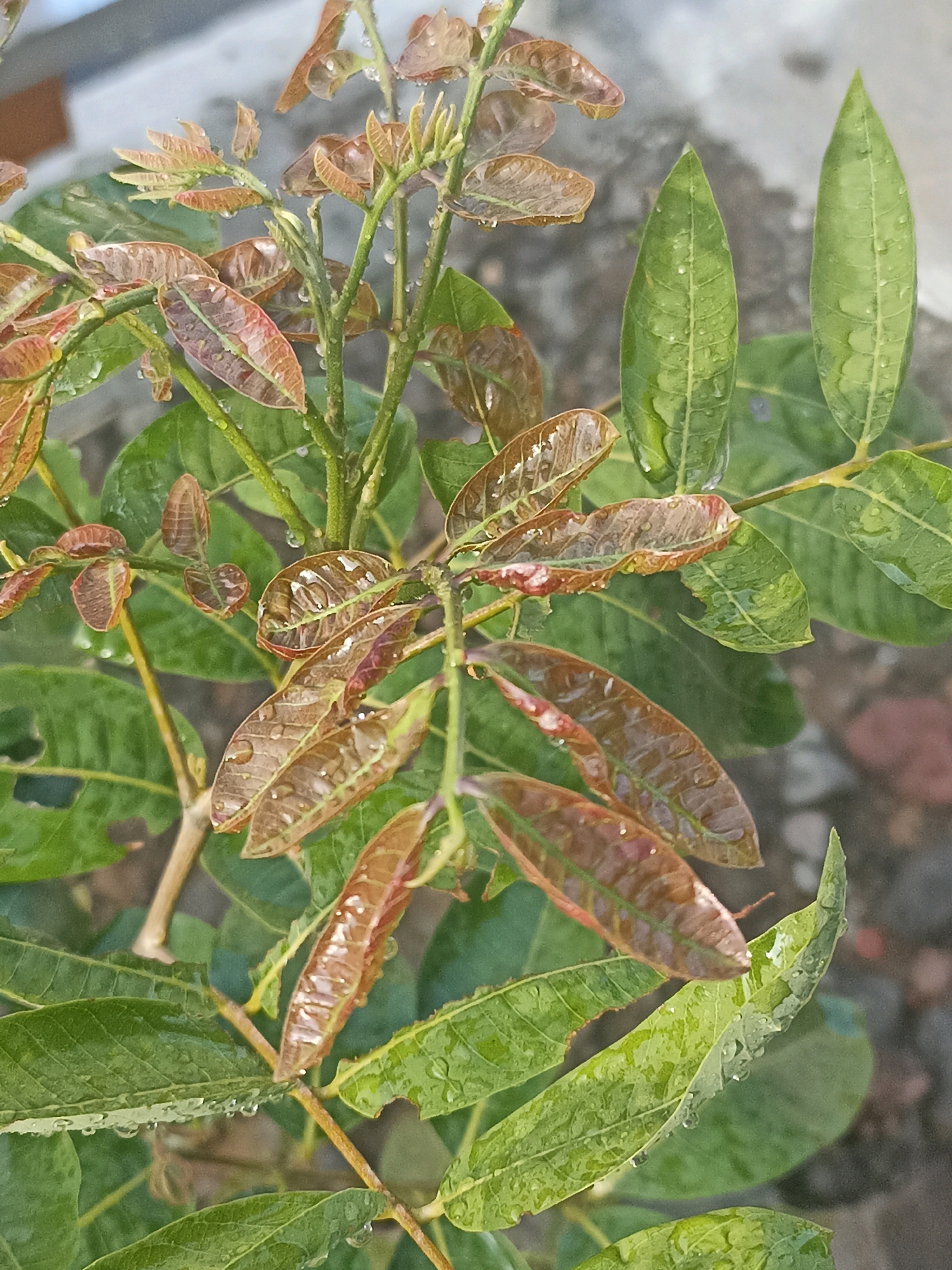 This is a close-up, high-angle shot of a plant with leaves in varying stages of development. Some leaves are a vibrant green, while others are a reddish-brown, suggesting they are either new growth or are drying out. The leaves are wet, with numerous small water droplets clinging to their surfaces. The plant has thin, green stems. In the background, out of focus, is a blurred surface that appears to be pavement or stone, with some reddish-brown elements that could be dirt or a brick. The overall impression is of a plant after a rain shower, likely in an outdoor urban or semi-urban environment. The image is a still photograph and does not depict any people or actions.