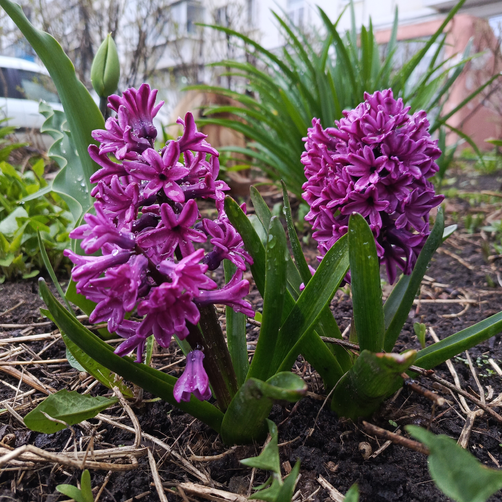 The image depicts two purple hyacinth flowers in a garden bed. The flowers are in full bloom, with individual star-shaped petals covered in water droplets. They are surrounded by green leaves, some of which also have water droplets. The soil is dark and mulched with dry straw-like material. In the background, there are other green plants, a blurred building with white siding, and a pink-colored structure. The photo was taken in Chaikovsky, Russia.