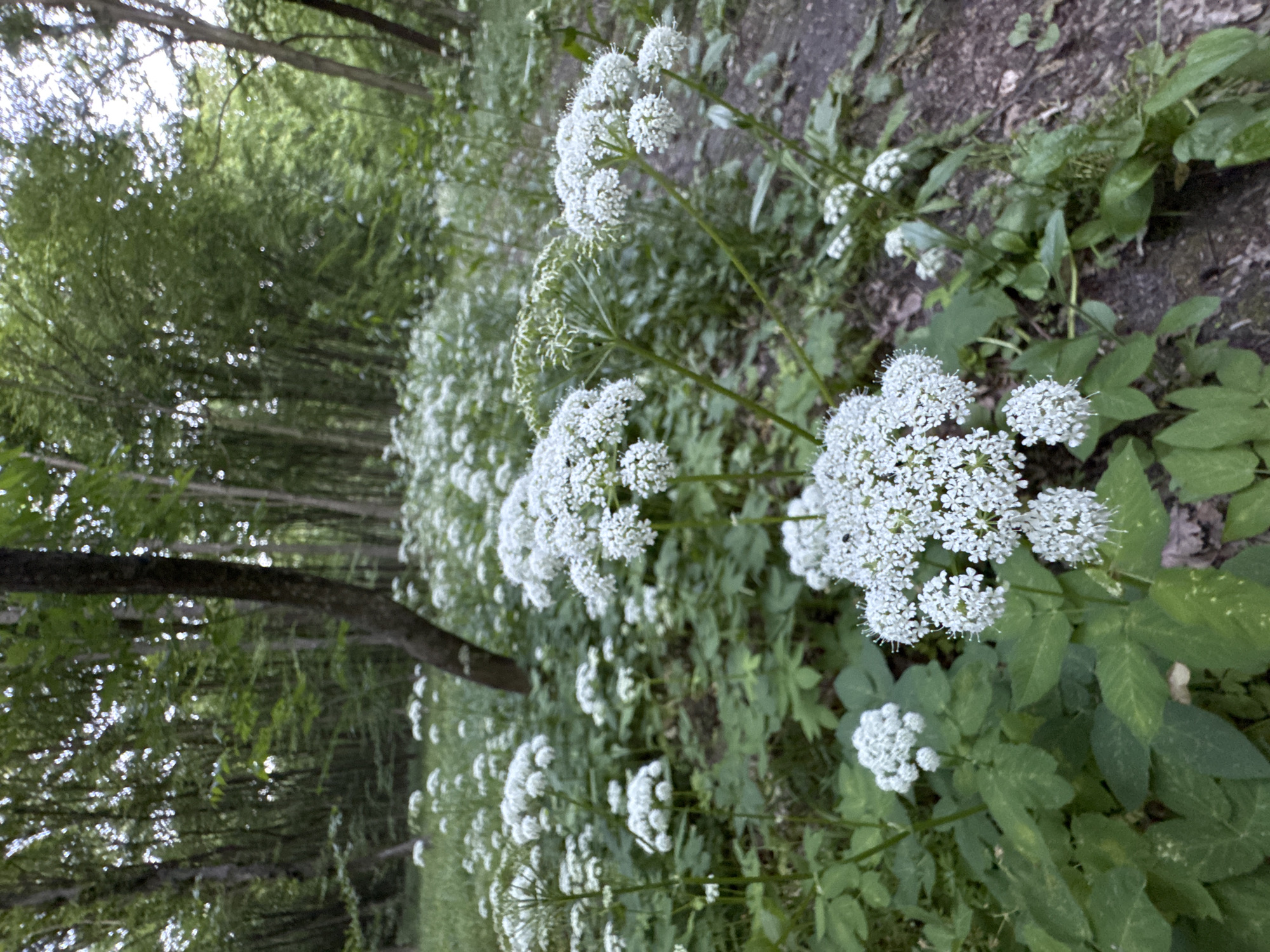 In a wooded area within the city of Lisnyky, Ukraine, white wildflowers with clusters of small blossoms grow abundantly amongst green foliage. The ground is covered with these flowers and plants, and the scene is framed by trees, suggesting a natural, uncultivated environment. There are no people or animals visible in the image.