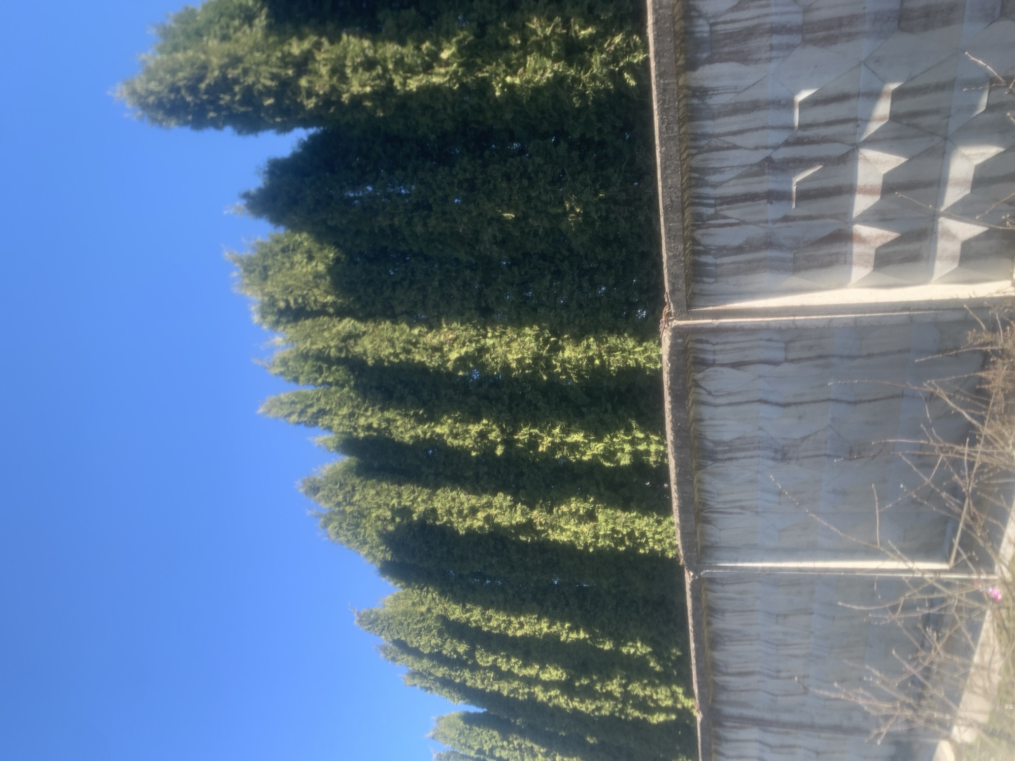 The image shows a row of tall, green, coniferous trees next to a concrete wall with a geometric pattern. The sky is clear and blue. The location is unknown and cannot be determined from the image. No people or actions are visible.