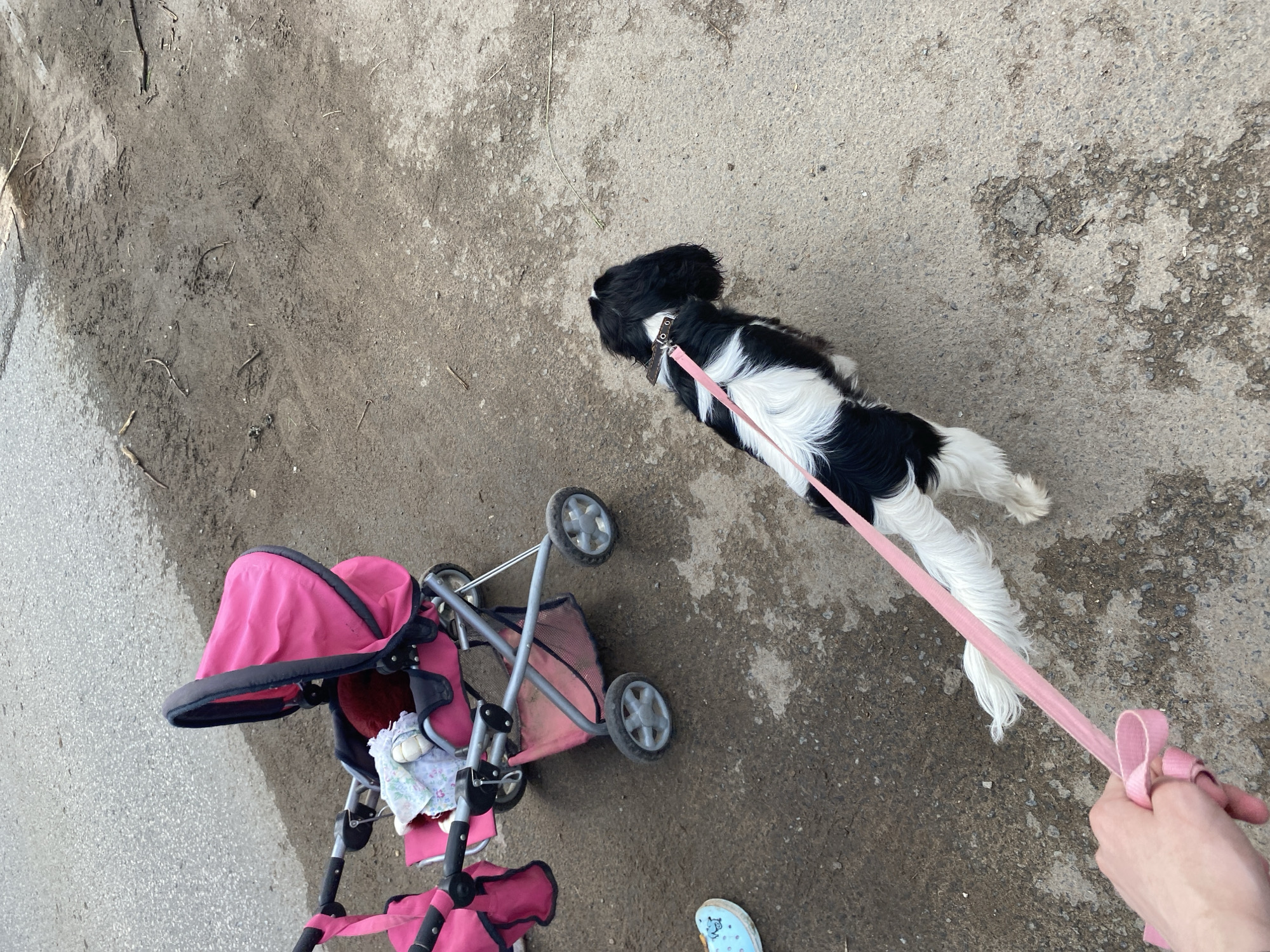 In Votkinsk, Russia, a black and white dog with a pink leash is being walked on a paved surface next to a dirt and gravel area. The dog is facing away from the camera, looking towards the right. A pink doll stroller containing a doll or stuffed animal is parked to the left of the dog. The ground is wet in places, suggesting recent rain or moisture. A person's hand is visible in the lower left corner, holding the leash.