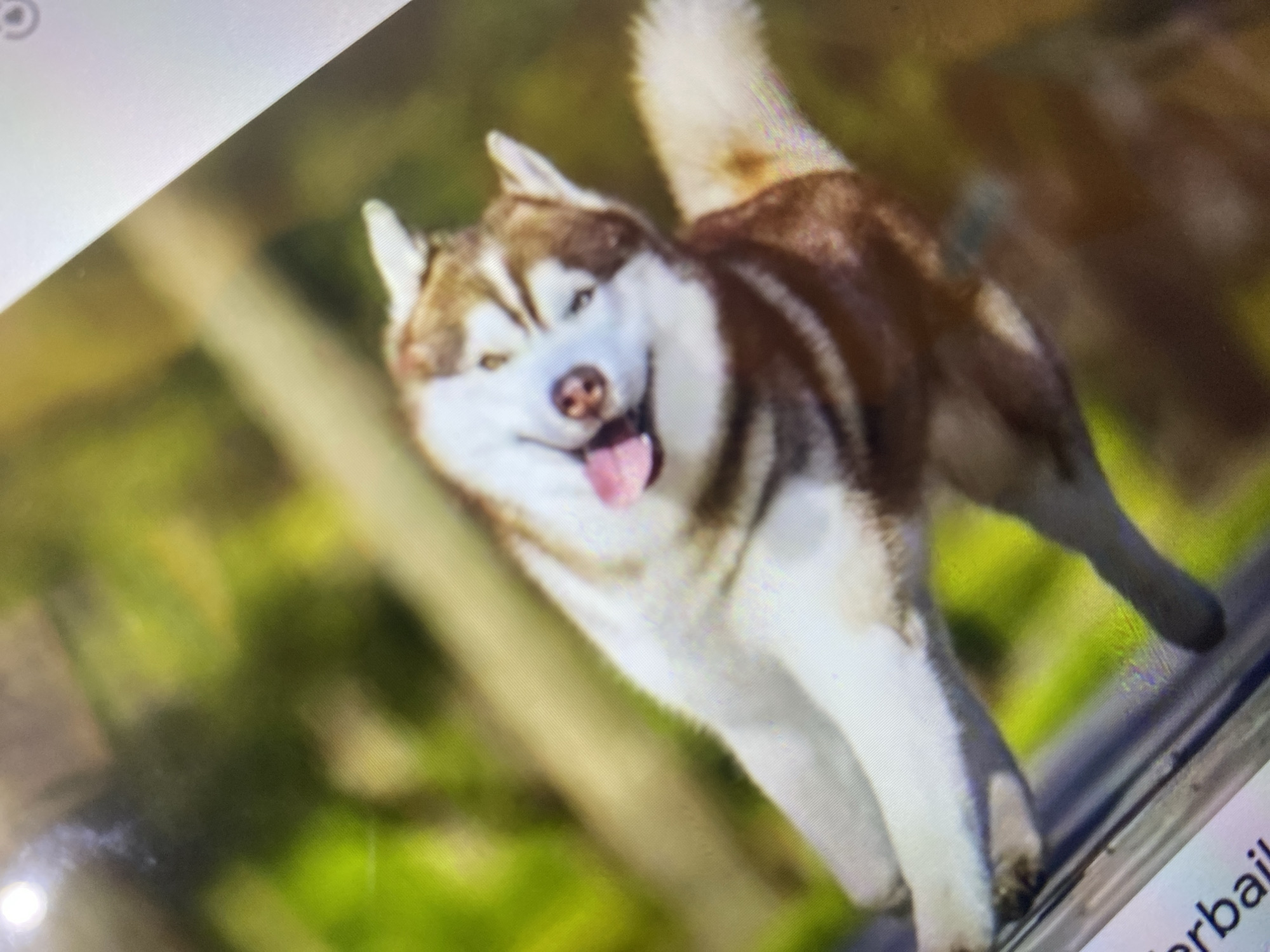 The image shows a husky dog with brown and white fur, panting with its tongue out, tilted to its left. The dog's eyes are open and it appears to be in motion. The background is blurred, showing green foliage and possibly a wooden structure. There is no indication of the location being in Ta', Indonesia.