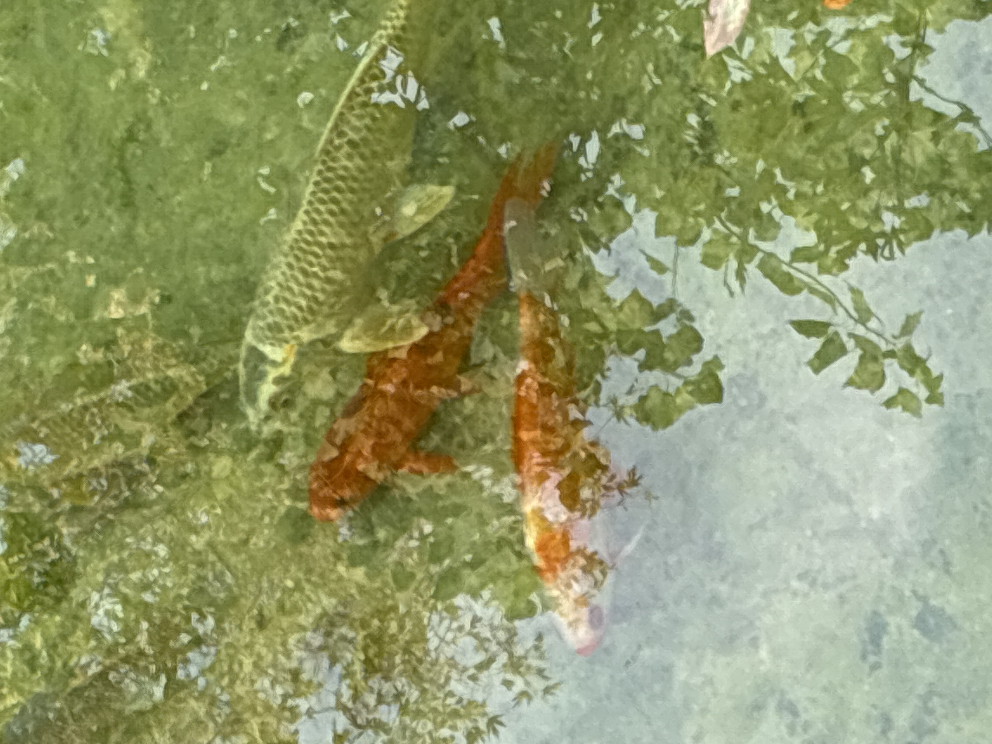 The image shows three koi fish swimming in shallow, clear water. The fish are of varying colors: one is predominantly orange, another is orange with white markings, and the third is a pale green or yellow color with a patterned texture. Reflections of green foliage from overhanging trees are visible on the water's surface, creating a dappled effect. The water is slightly murky, with some sediment or algae visible on the bottom. There are no people or man-made structures clearly visible in the image. This scene is consistent with a pond or a shallow body of water found in a garden or park setting. The location cannot be determined from the image alone.