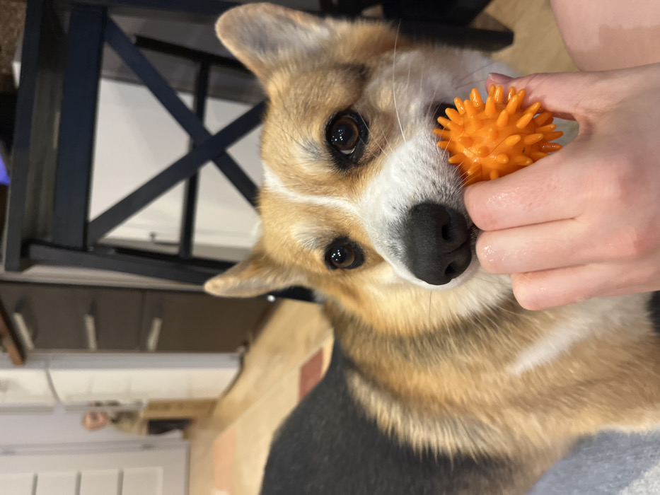 A tri-colored Corgi dog is prominently featured in a close-up, angled shot, looking directly and attentively at the viewer. The dog has a distinctive white blaze running down its forehead to its muzzle, which is black. Its fur is a mix of tan, white, and darker brown or black markings on its back and around its eyes. Its ears are alert and pricked, typical of the breed. Its dark, expressive eyes are wide open, reflecting a spark of light.
A human hand, with fair skin, is positioned to the right of the dog's face, holding a bright orange, spherical dog toy. The toy is textured with numerous soft, blunt spikes, resembling a spiky ball or a natural sea urchin. The hand holds the ball gently near the dog's snout, suggesting an interaction or an attempt to play. The dog's black nose is visible, slightly to the left of the ball.
The background appears rotated approximately 90 degrees counter-clockwise relative to the dog's orientation, giving a unique perspective to the setting. On the left side of the frame, behind the dog's head, are the dark, X-shaped metal legs of what appears to be a table or furniture. Below and to the left of these legs, a lighter, possibly white or cream-colored surface is visible. Further in the background, a light-colored structure with vertical lines, possibly a cabinet or wall paneling, can be glimpsed, also appearing sideways due to the image's orientation. The overall lighting suggests an indoor setting, likely a home, with good ambient illumination. The dog appears happy and engaged, capturing a moment of playful interaction.