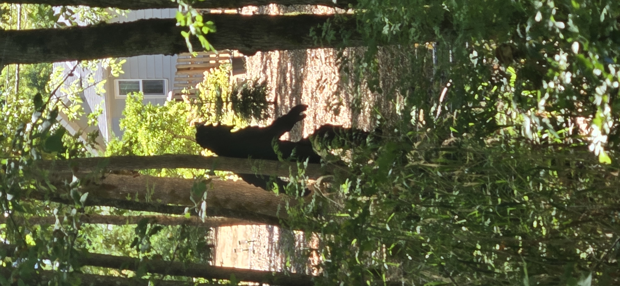 A dark silhouette of a bipedal creature, resembling Bigfoot, stands partially obscured by trees in a wooded area. The creature is in profile, facing right, with its head down and arms at its sides. Sunlight filters through the trees, illuminating the forest floor which is covered in leaves and pine needles. In the background, a light-colored house with a gray roof and a fence are visible. The scene appears to be a residential backyard bordering a wooded area in Beaverton, Oregon, United States of America.