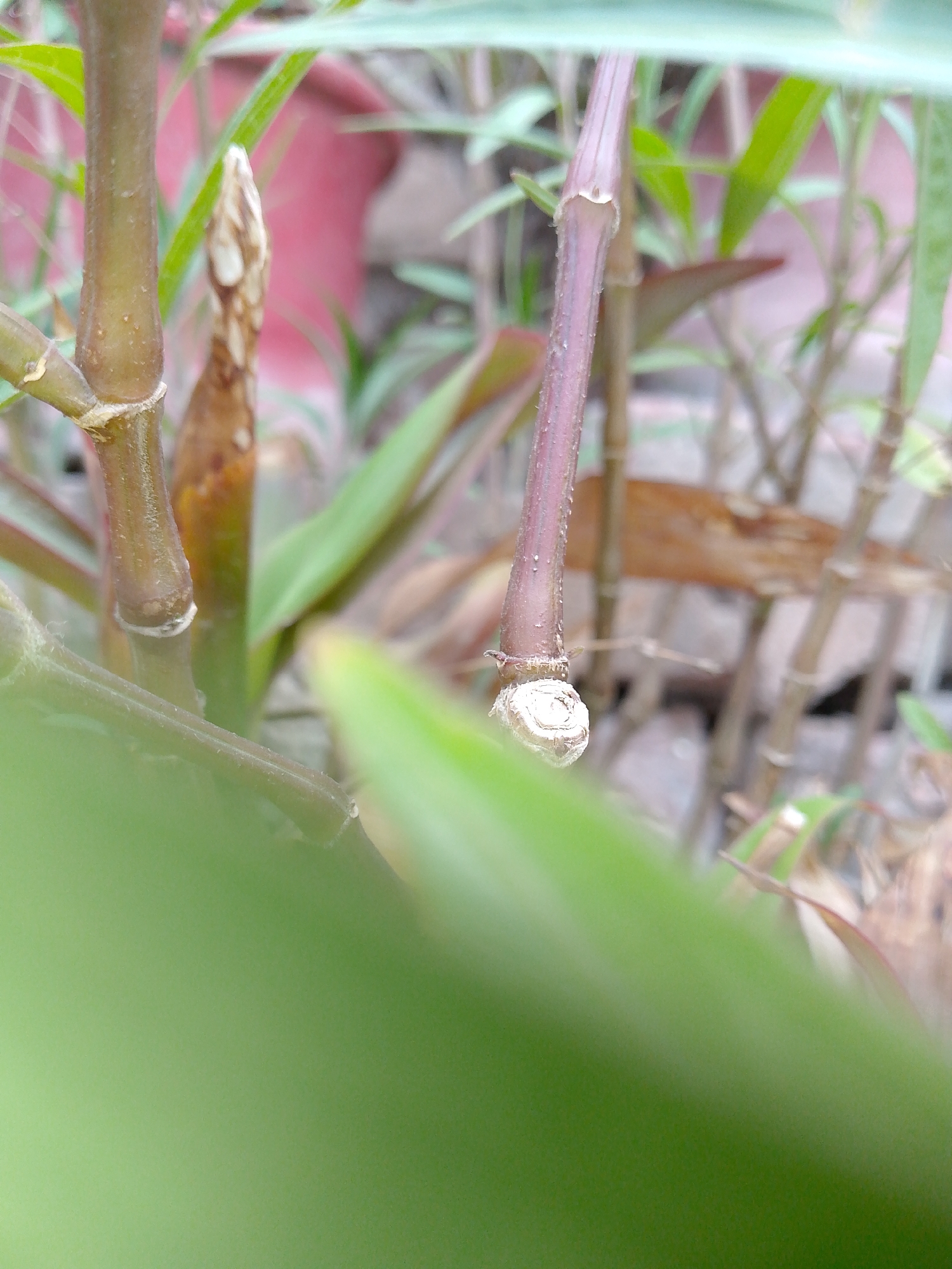 The image is a close-up, low-angle shot of several plant stems and leaves. In the foreground, a large, blurred green leaf dominates the lower left portion of the frame. Behind this, a thick, brown stem is visible on the left, with a small, pointed brown bud emerging from it. To the right of this, a thinner, reddish-purple stem stands taller, with a small, circular white scar near its base. The background is a blur of green and brown, with hints of other plant elements and what appears to be a pinkish-red pot. The lighting is soft and natural. The image appears to be taken outdoors, possibly in a garden or park. There are no people or animals present.