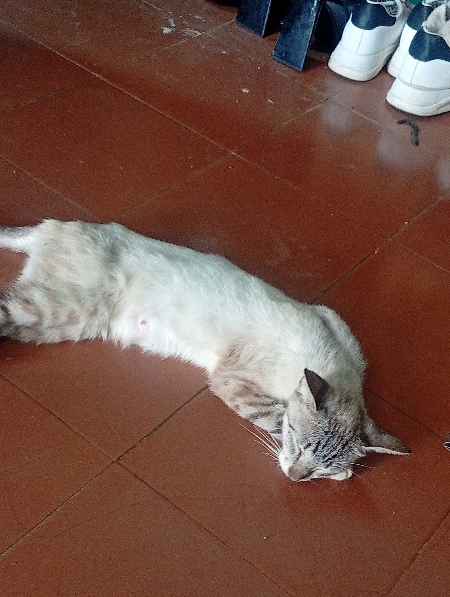 A cat is lying on a tiled floor. The cat has a light-colored body with gray stripes. In the upper right of the image are a pair of white sneakers next to the leg of a black object. The floor is made up of reddish-brown tiles. The location is Altagracia, Venezuela.