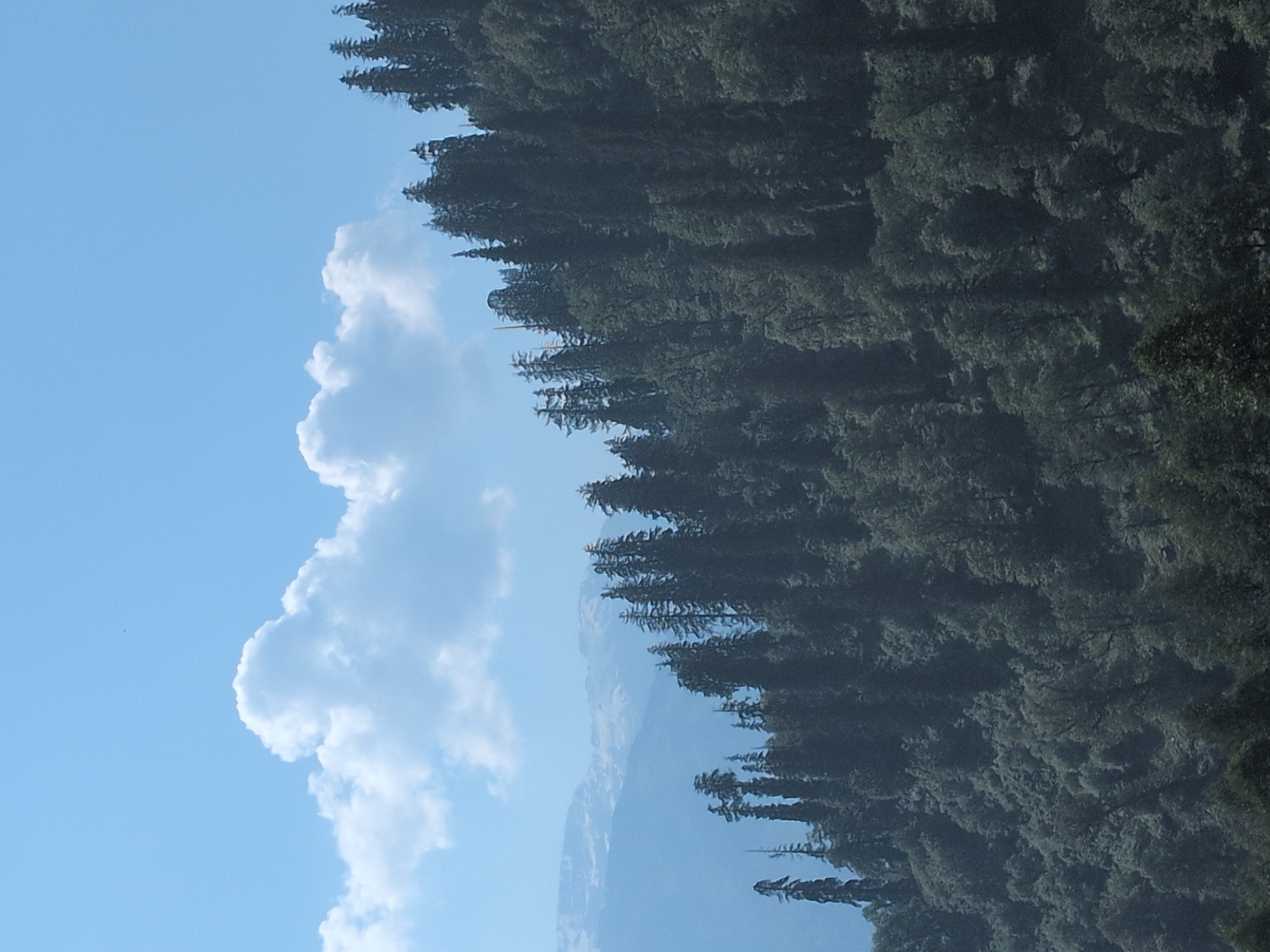 The image shows a mountainous landscape with a dense forest in the foreground and midground. The trees are predominantly coniferous, with tall, dark green needles. The forest covers a steep slope, with the trees appearing to grow in thick clusters. In the distance, snow-capped mountains are visible, shrouded in a light haze. The sky above is a clear blue with a few scattered white clouds. The scene appears to be set in a rural, natural environment. No people or specific objects that would indicate a city location are present. The overall impression is one of natural beauty and wilderness.