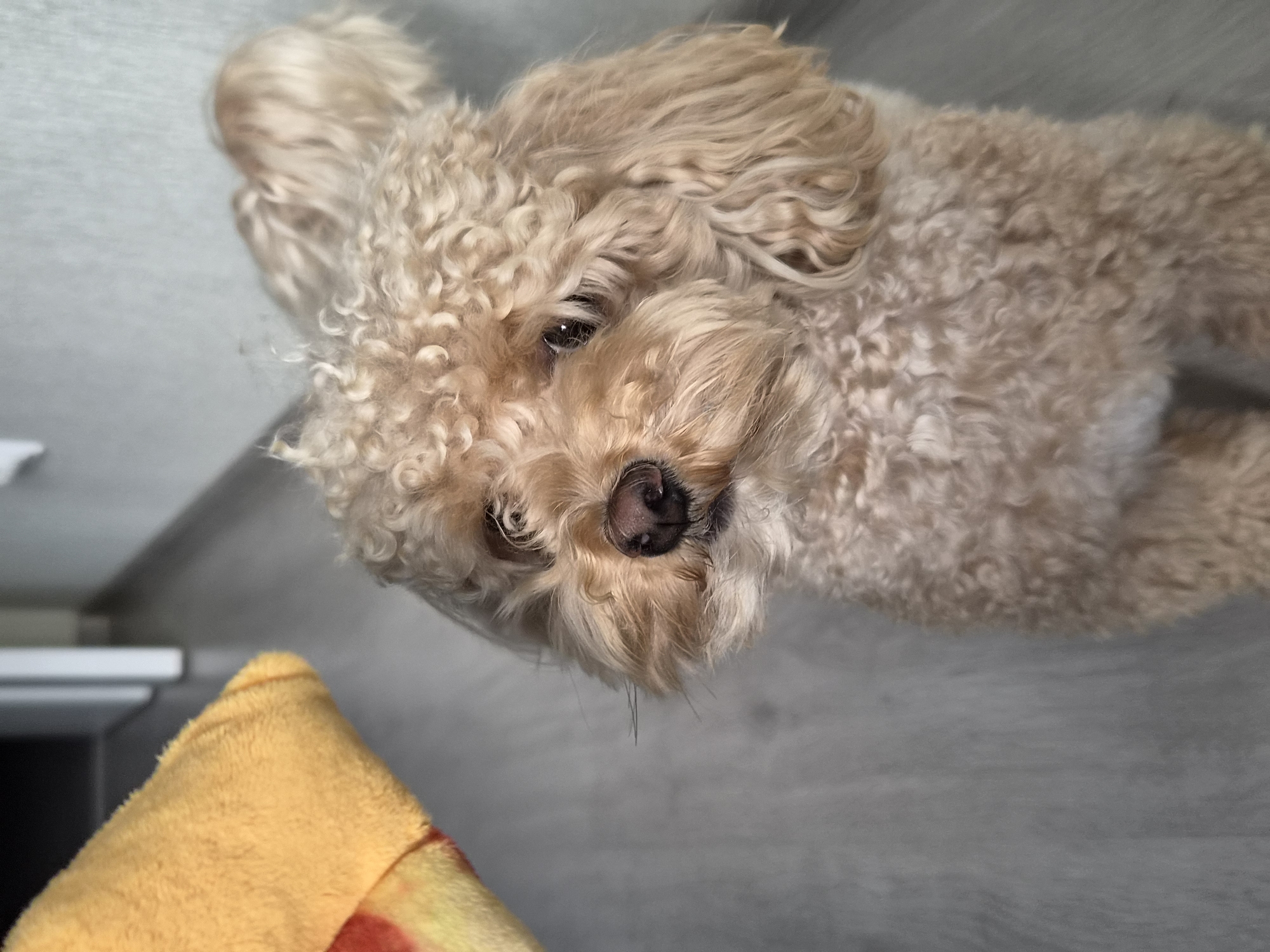 A medium shot image shows a light brown poodle in a room. The dog is facing the camera with its head tilted to the left. Its fur is curly and appears to be well-groomed. The dog's eyes are dark and expressive. In the background, a yellow object, possibly a cushion or blanket, is visible on the left side of the frame. The floor is light gray and appears to be laminate or wood. The wall in the background is a light neutral color. The overall lighting suggests an indoor setting during the day.