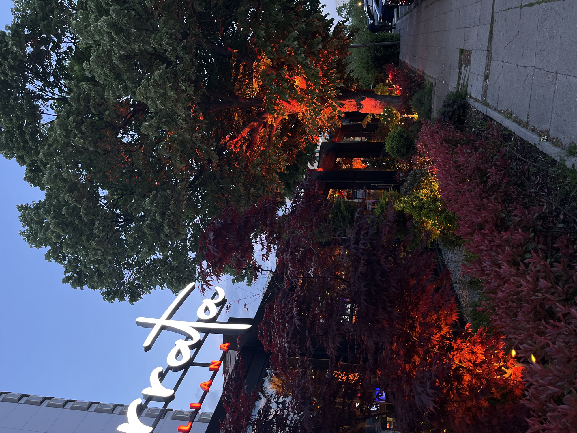 An outdoor image of the "Torino" restaurant in Sofia, Bulgaria. The sign, a white neon logo, is affixed to the building. The outdoor setting features landscaping, with lush, dark red-leaved plants and trees, some illuminated by orange lighting. A pedestrian sidewalk borders the scene. Some vehicles are parked nearby. The sky is visible and is an evening blue.