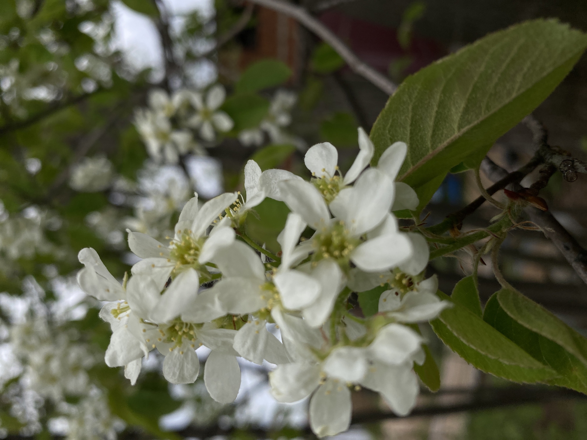A close-up shot of a cluster of white flowers with green leaves. The flowers are in full bloom, with delicate petals and prominent yellow stamens. The background is blurred, showing more flowers and foliage, suggesting a tree or shrub. The location is not determinable from the image.