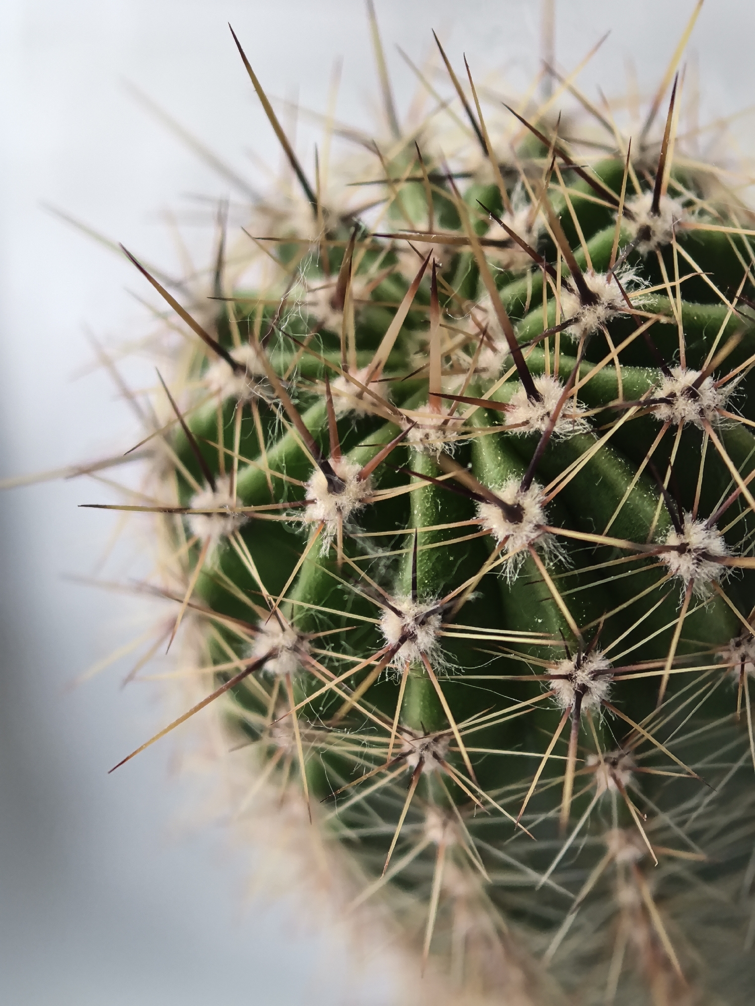 A close-up, vertical shot focuses on the prickly surface of a green cactus. The cactus is covered in sharp, brown and yellow spines, with some finer white hairs visible at their bases. The texture of the cactus is ribbed, with subtle light green ridges. The background is a soft, out-of-focus gray.