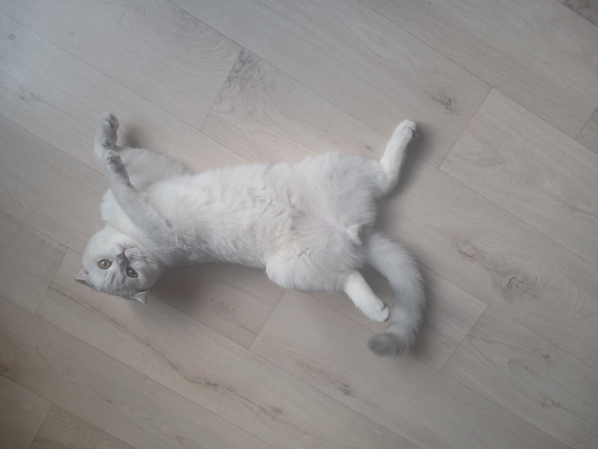 A white, light-gray Scottish Fold cat is lying on its back on a light-colored wooden floor. The cat's head is turned towards the left side of the frame, and its paws are extended in the air. The cat's belly is exposed. The tail is visible on the right side of the frame. The floorboards run diagonally across the frame.
I am unable to determine the location in the city of Noviy, Russia, from this image.