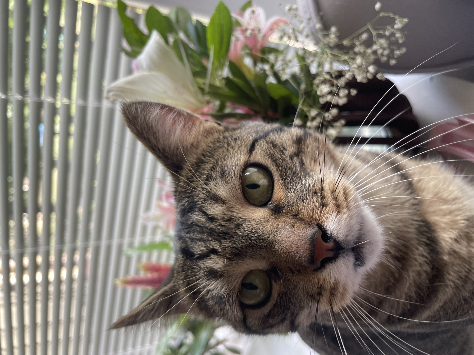A close-up, eye-level shot shows the face of a tabby cat in focus, positioned in the foreground against a blurred background. The cat, facing the camera, has green eyes and prominent white whiskers. Behind the cat, a bouquet of flowers is visible, featuring pink and white blooms with green foliage. The background also shows horizontal blinds, suggesting the scene takes place indoors near a window. The lighting appears natural, possibly from the window. The cat's fur exhibits a pattern of brown, black, and tan stripes. The overall impression is a calm, indoor setting.