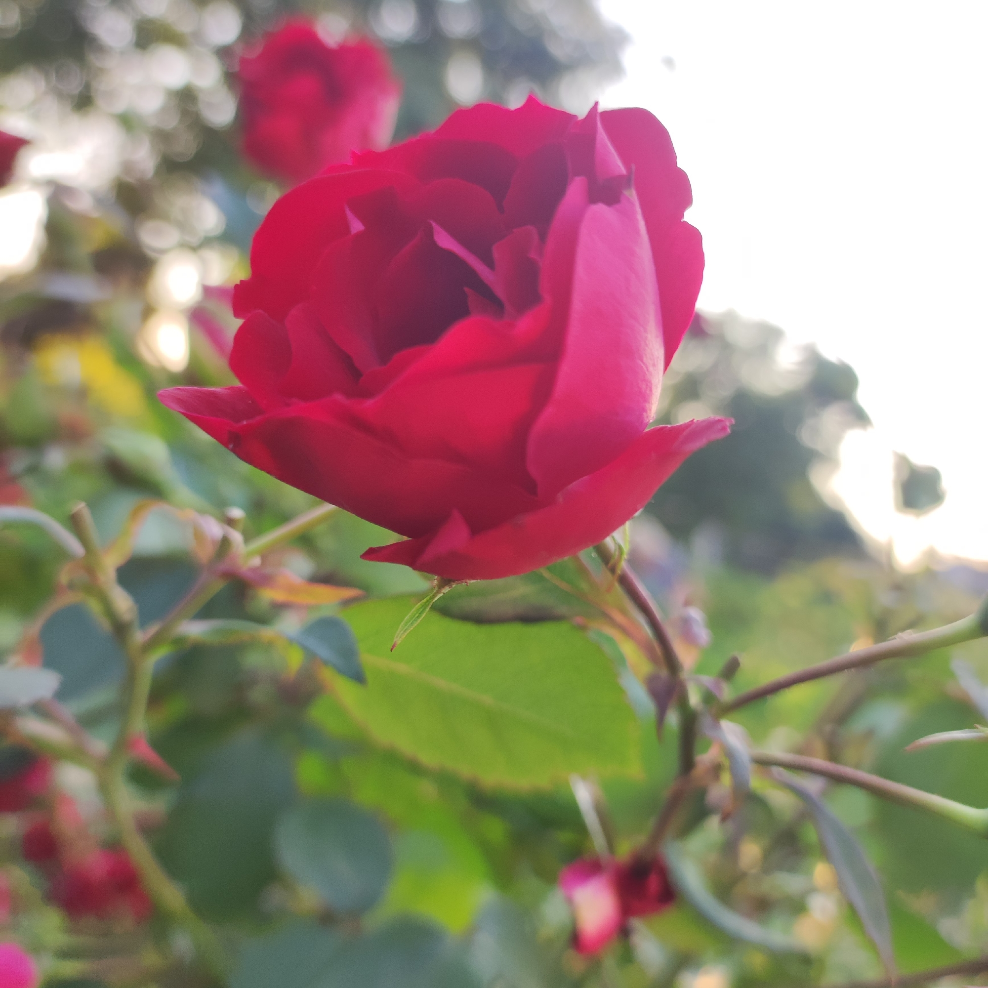 A close-up, medium shot captures a vibrant, deep red rose in full bloom, its velvety petals unfurling. The rose is positioned slightly to the right of the frame, with its focus sharp and details of its delicate structure visible. Behind the rose, the background is softly blurred, creating a bokeh effect with out-of-focus circles of light and greenery, suggesting an outdoor setting bathed in natural light. Hints of other red roses and green foliage are discernible in the soft background, indicating the rose is part of a garden or bush. The lighting appears to be natural, possibly late afternoon or early morning given the soft glow. There are no people or animals present in the scene. The image is a still photograph with no discernible action. The location is unknown.