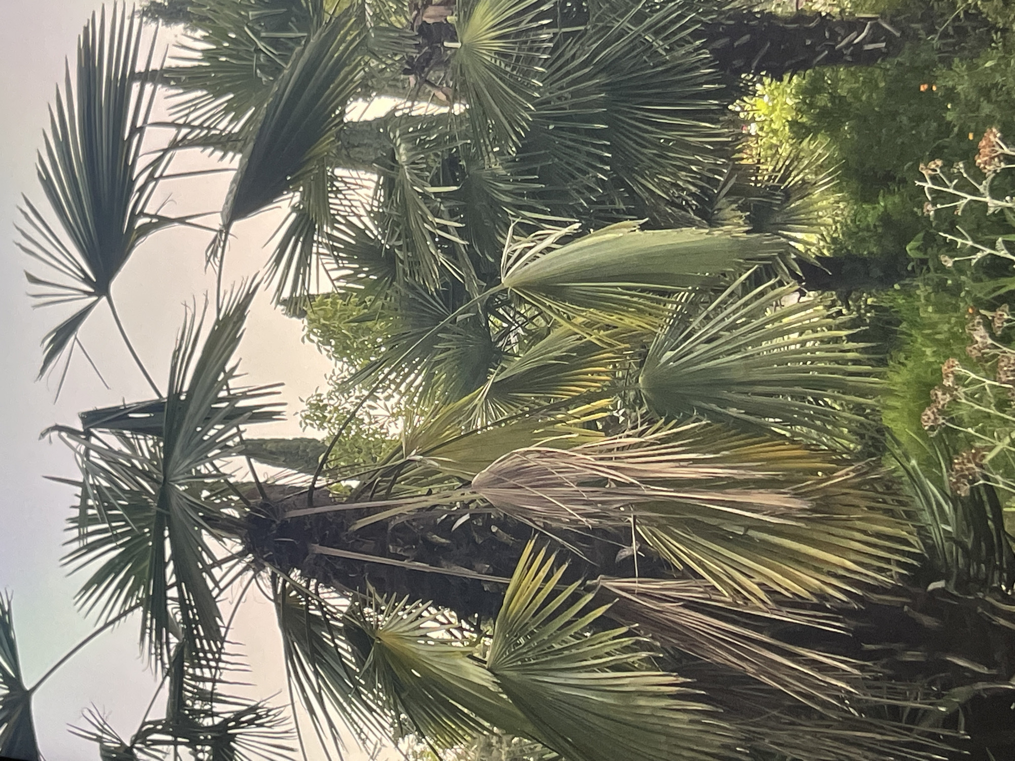 The image shows a cluster of palm trees with some dry and some green fronds. In the background, there are some cypress trees and other greenery. The scene is illuminated by a soft, possibly overcast, sky. The lower part of the image shows some dried plants and flowers. There are no people or animals visible in the image.
