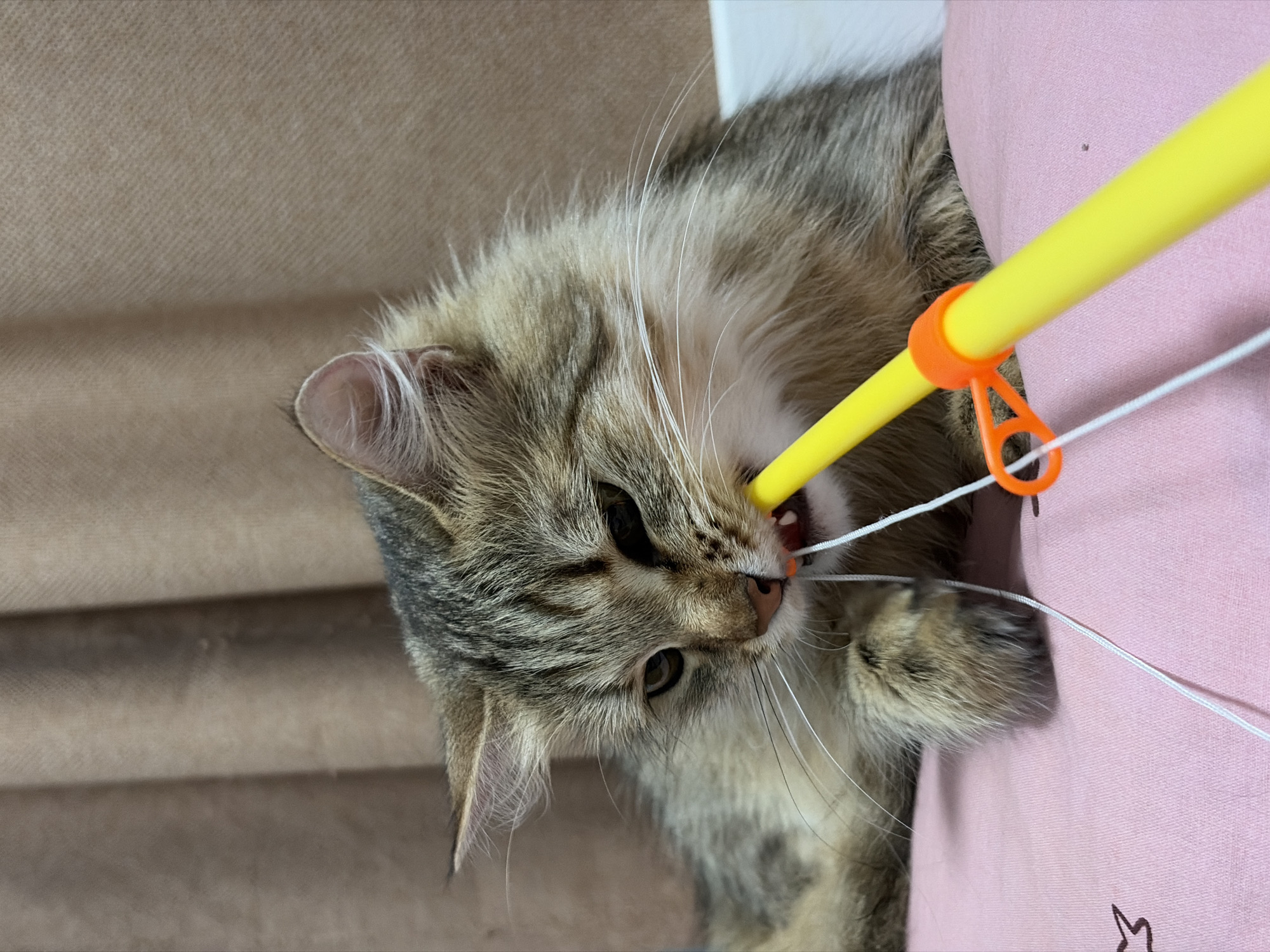 In an indoor setting, a long-haired tabby cat is lying on a pink surface, possibly a cushion or blanket. The cat has its mouth open and is biting onto a yellow toy stick with a white string attached. The toy stick has an orange plastic attachment with a loop. The background consists of a brown curtain. The scene appears to be domestic, with no indication of the city of Chaikovsky, Russia.