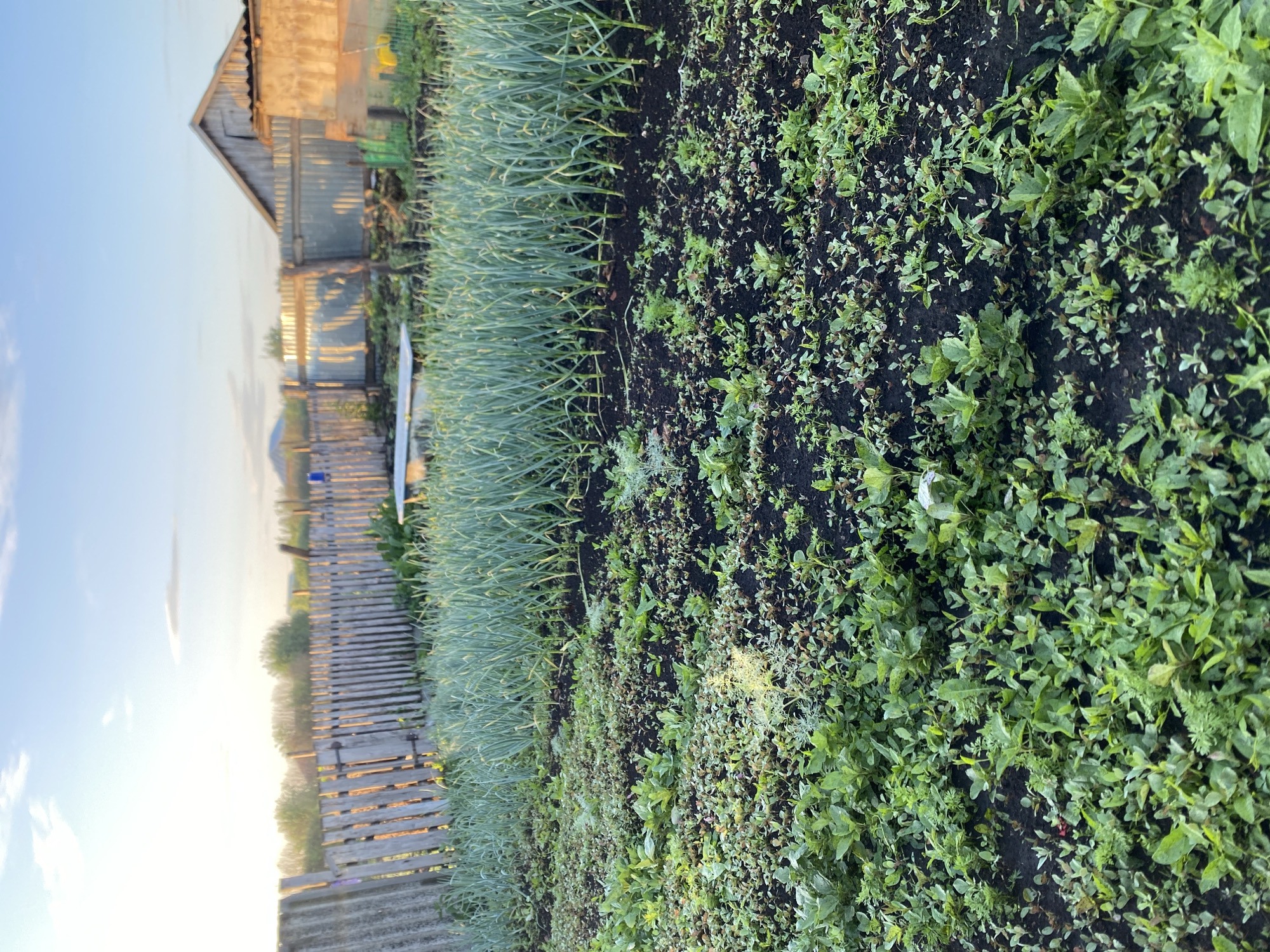 A garden in Chirsha-Tartysh, Russia, features rows of young garlic plants with tall, green stalks. In the foreground, the soil is covered with a dense growth of smaller, leafy green plants, possibly a cover crop or weeds. Beyond the garlic, a weathered wooden fence runs along the perimeter. In the background, a rustic wooden building with a sloped roof stands next to a smaller, cinder block structure. The sky above is a pale blue with scattered clouds, and the setting sun casts a warm glow on the scene.