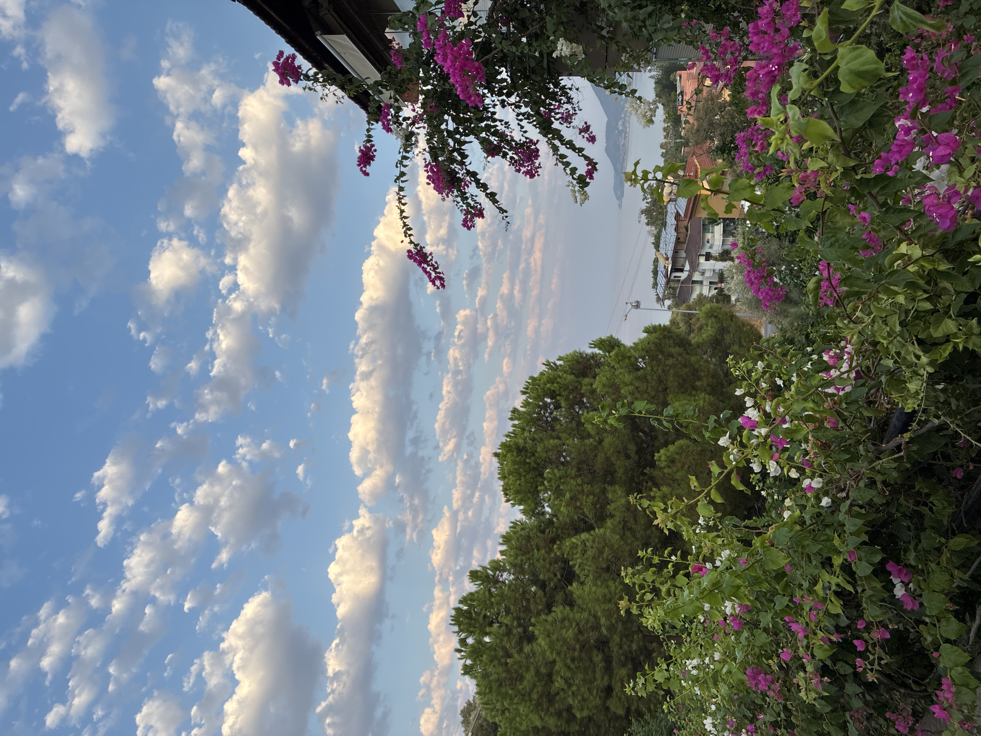 This is a medium shot, eye-level, outdoor, daytime photograph capturing a view from a balcony or elevated position overlooking a coastal town. The foreground is dominated by lush green foliage and vibrant pink and white bougainvillea flowers, with the flowers extending upwards towards the right side of the frame, partially obscuring a portion of the building. The building in the upper right appears to be a house with a dark roof.
Beyond the immediate foliage, a scenic vista unfolds. A cluster of dense, dark green coniferous trees occupies the left mid-ground. In the background, the town of Alanya, Turkey, is visible, characterized by numerous buildings with red-tiled roofs and white facades, nestled on a gentle slope. A body of water, likely the Mediterranean Sea, stretches across the horizon, with faint hills or mountains visible in the far distance. The sky above is a clear blue, interspersed with numerous fluffy, white cumulus clouds arranged in horizontal bands, illuminated by soft sunlight. There are no people or animals visible in the image.