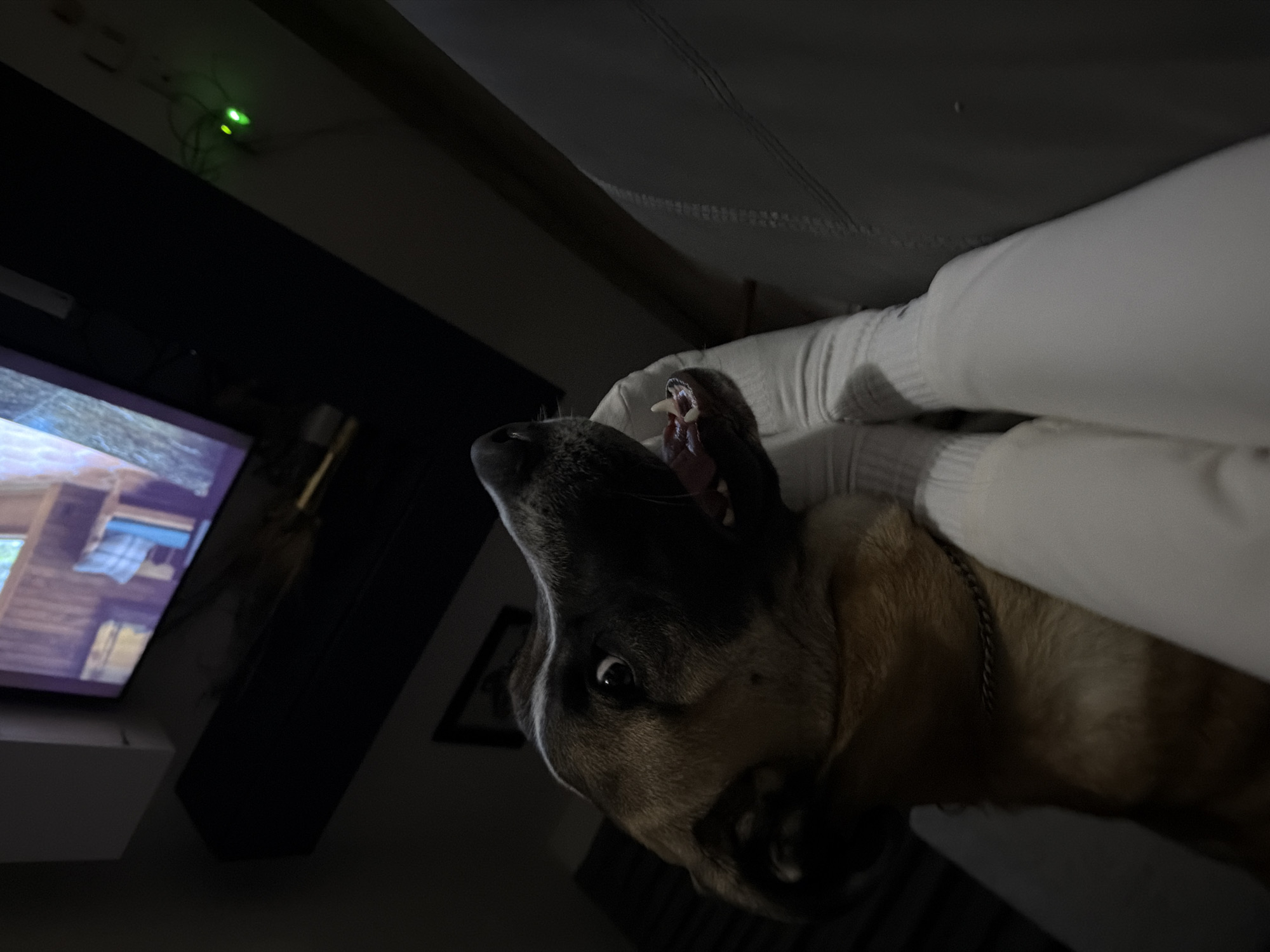 The image presents a close-up, low-angle view of a dog in a dimly lit indoor setting, captured with a slightly skewed perspective. The dog, a large breed with brown, tan, and black fur, is positioned next to or on white upholstered furniture, likely a couch or bed. Its head is tilted upwards and slightly to the left, with its mouth agape, revealing prominent teeth and gums. One eye is clearly visible and wide open, conveying an expressive, possibly curious, startled, or playful look.
To the right of the dog's head, part of a person's leg, covered in white fabric, is visible, suggesting human presence and interaction. In the background, an illuminated television screen displays what appears to be the interior of a rustic wooden cabin or house. Below the TV, a dark soundbar or speaker is mounted. Higher up on the wall, a small green indicator light, likely from an electronic device, glows in the darkness. A faint outline of a framed picture can also be seen on the wall.
The scene is intimate and dark, indicative of nighttime or a dimly lit room, creating a relaxed, domestic atmosphere. There is no visible text within the image. The location context for this scene is Santa Clara Ocoyucan, Mexico.