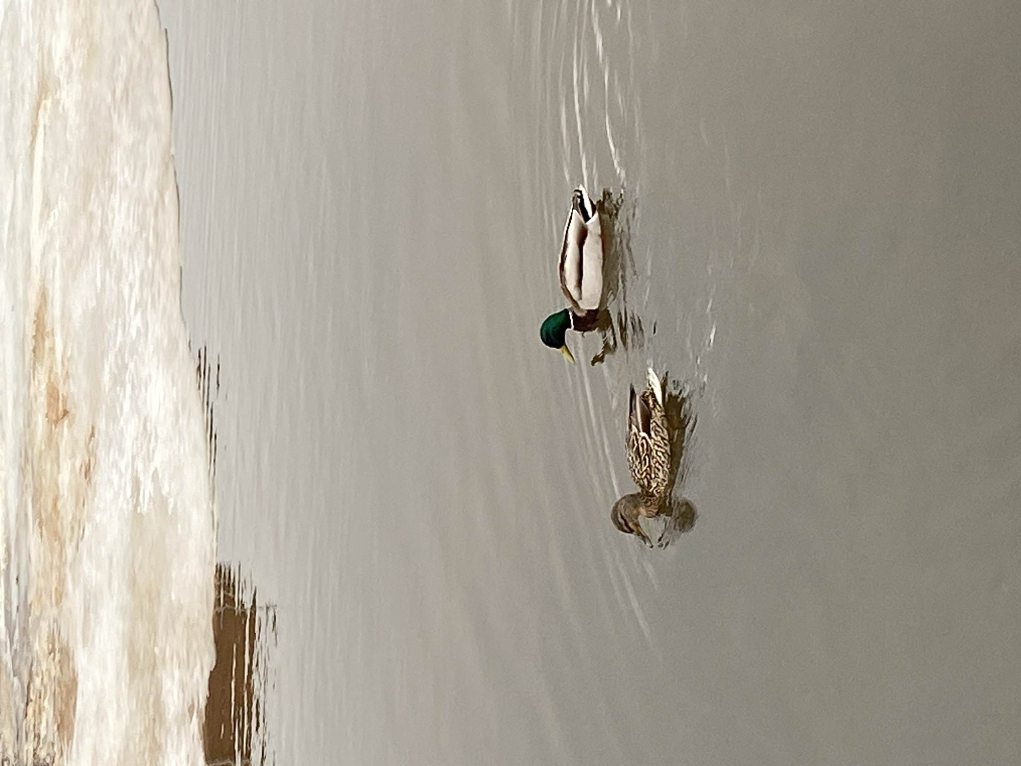 Two ducks are diving headfirst in a body of water. The left side of the image shows a shoreline with ice or snow. The water is grayish in color. It cannot be conclusively determined that the location is Votkinsk, Russia from this image.