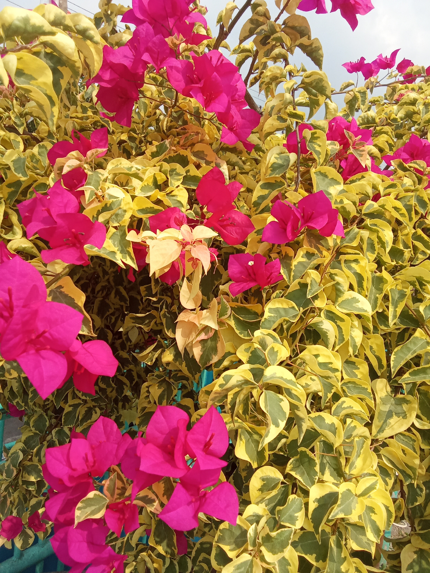The image displays a close-up view of a bougainvillea plant with vibrant pink bracts and variegated leaves of yellow and green. The plant is growing against a backdrop of a pale sky. A turquoise railing is partially visible in the foreground, suggesting an outdoor setting likely in a park, garden, or along a walkway in Subang, Indonesia. No people or specific actions are depicted.