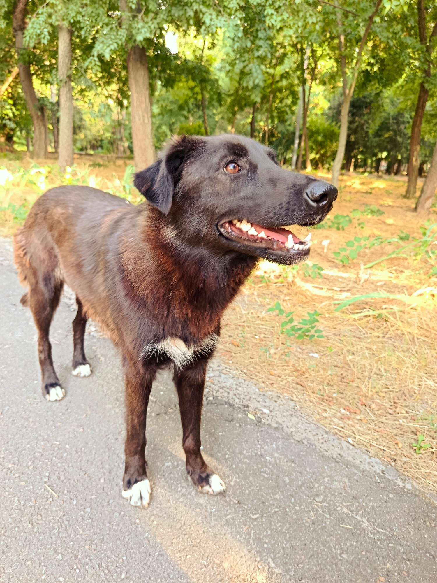 A medium-shot, eye-level, outdoor photograph shows a black dog standing on a paved path in a park. The dog is looking to its right, with its mouth open, panting. It has brown eyes and white markings on its paws and chest. The background consists of trees with green foliage and dry grass. The lighting suggests it is daytime, possibly late afternoon, with sunlight casting shadows.