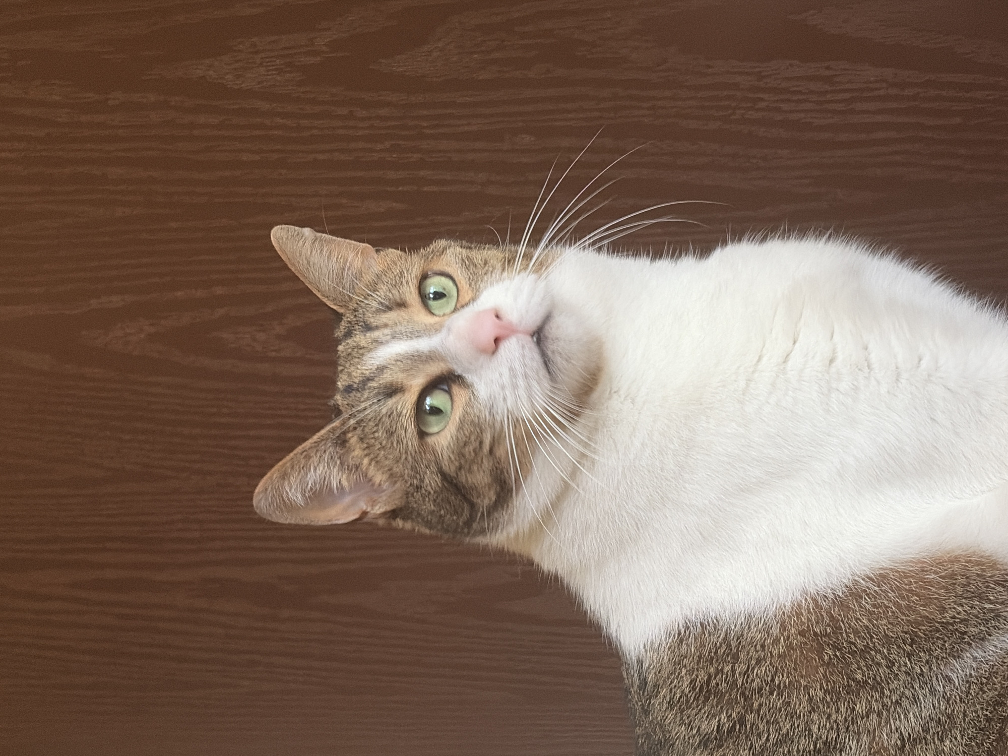 A close-up, vertical, eye-level shot captures a tabby and white cat with striking green eyes looking to the right of the frame. The cat's fur is a mix of brown tabby markings and white. Its pink nose is prominent, and long white whiskers extend outwards. The background is a plain, dark brown wooden surface with a subtle vertical grain texture. The lighting appears to be soft and diffused, highlighting the cat's features without harsh shadows. No other subjects or objects are visible in the frame, and the setting is devoid of any urban or geographical indicators.