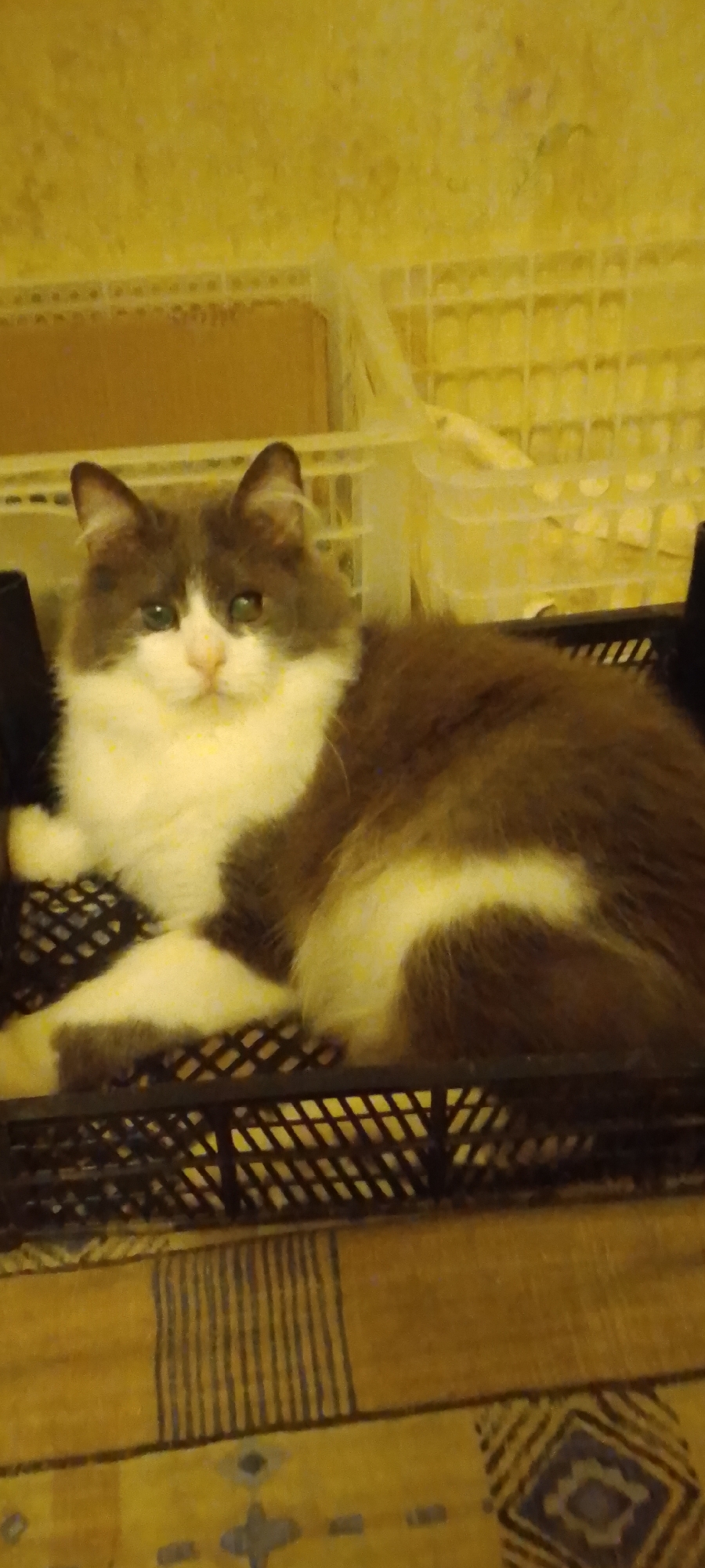 A medium shot shows a fluffy, long-haired cat with gray and white fur lying in a black plastic crate. The cat has green eyes and a pink nose. Its body is mostly gray with white markings on its chest, paws, and a stripe on its back. The crate is filled with straw or a similar material. In the background, there is a yellow, textured wall and some white plastic shelving units. The overall lighting is dim. The scene appears to be indoors, possibly in a residential setting in Belgorod, Russia.