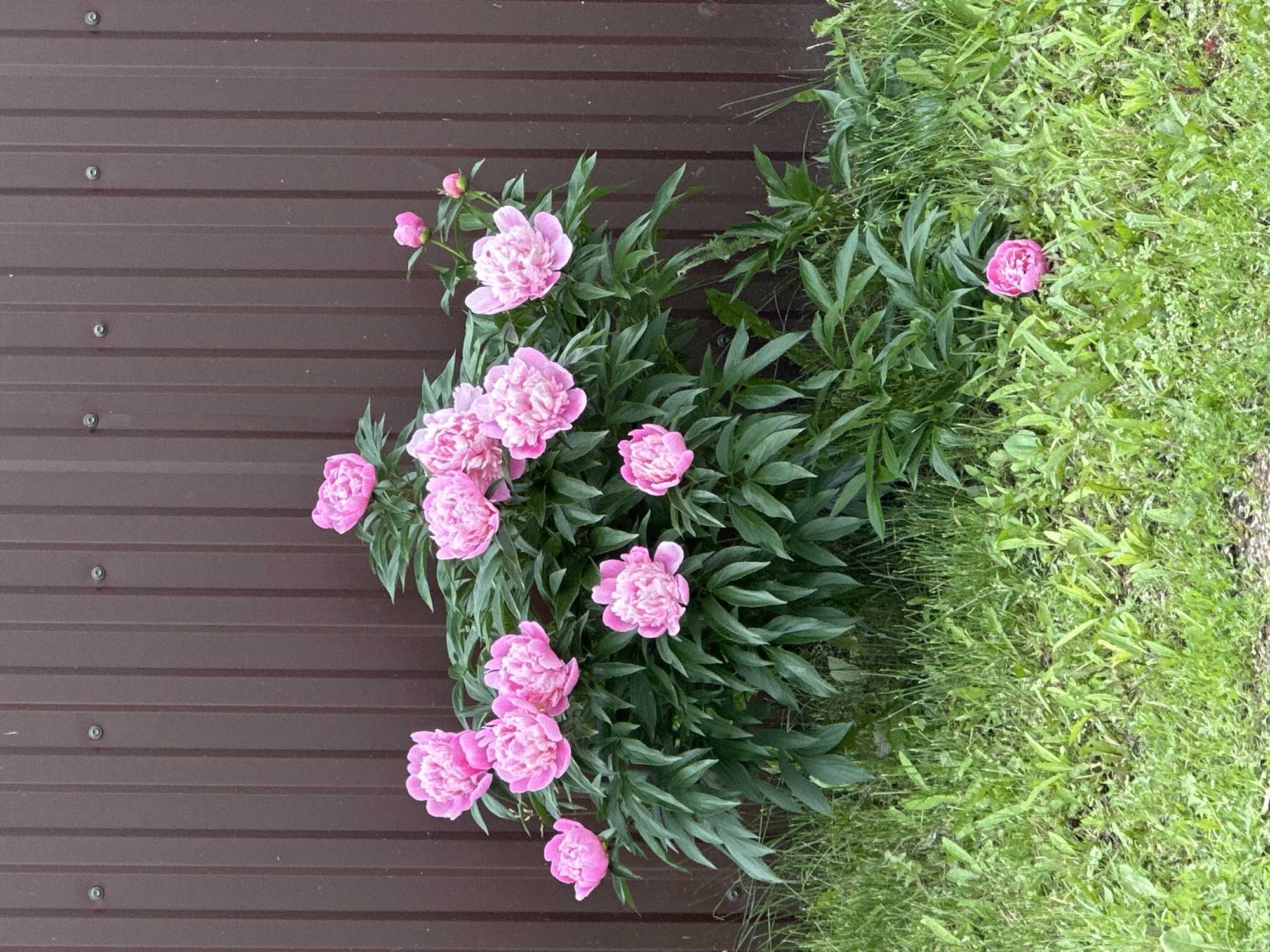 This is a top-down, eye-level medium shot of a cluster of pink peonies growing next to a brown, corrugated metal wall. The peonies are in various stages of bloom, with some fully open and others still in bud. The flowers are a vibrant pink, with delicate, ruffled petals. They are surrounded by lush green foliage. To the right of the peonies, there is a patch of tall, green grass.
The image appears to be taken outdoors during the daytime, possibly in the late morning or early afternoon, as indicated by the bright, even lighting. There are no people or animals visible in the frame. The setting seems to be a garden or backyard, with the metal wall suggesting a fence or the side of a building. The overall mood of the image is peaceful and serene, highlighting the natural beauty of the flowers. There is no visible text in the image.
