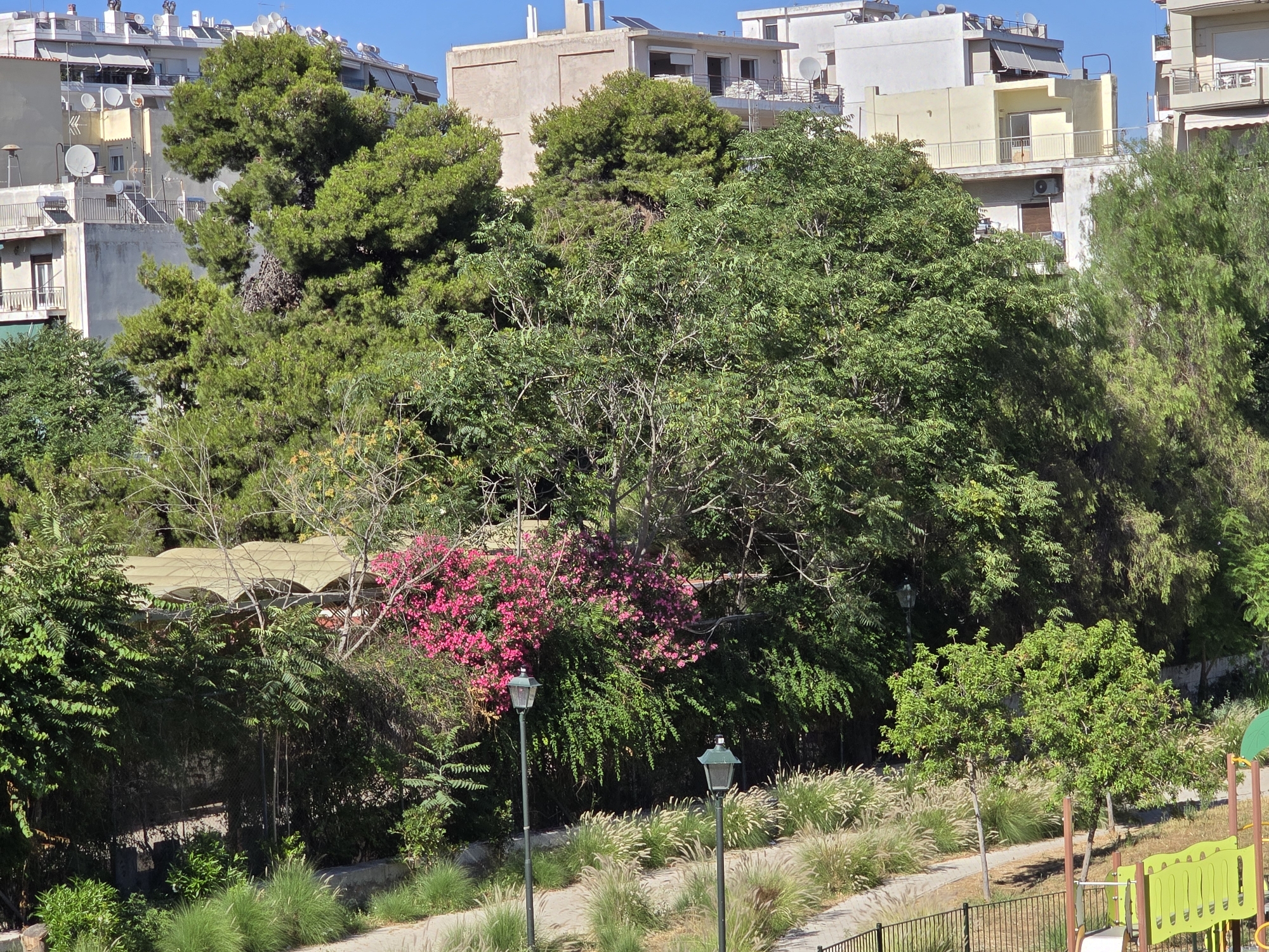 The image depicts a view of a dense urban green space in Athens, Greece, with buildings visible in the background. In the foreground, a pathway lined with ornamental grasses and two streetlights leads into the foliage. A cluster of bright pink flowering bushes is prominent amidst the greenery. Behind the greenery, the beige, curved roof of a shaded structure is visible, supported by pillars. The background reveals several multi-story buildings, typical of Athenian architecture, with balconies, windows, and satellite dishes. The sky is clear and blue. The overall scene suggests a park or a residential area with significant vegetation interspersed with urban structures.